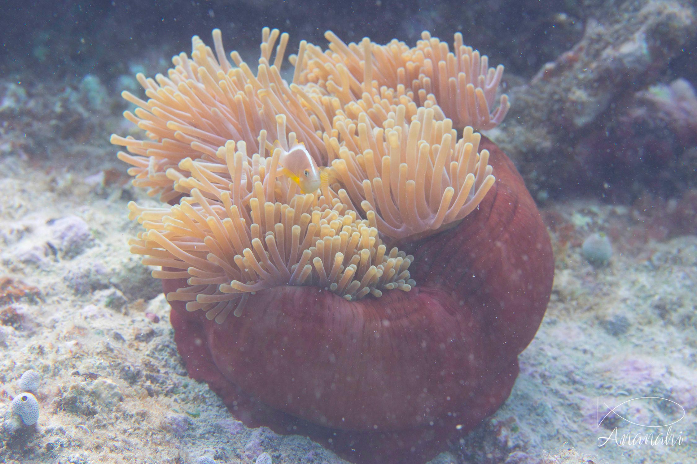 Nosetripe clownfish of Mayotte