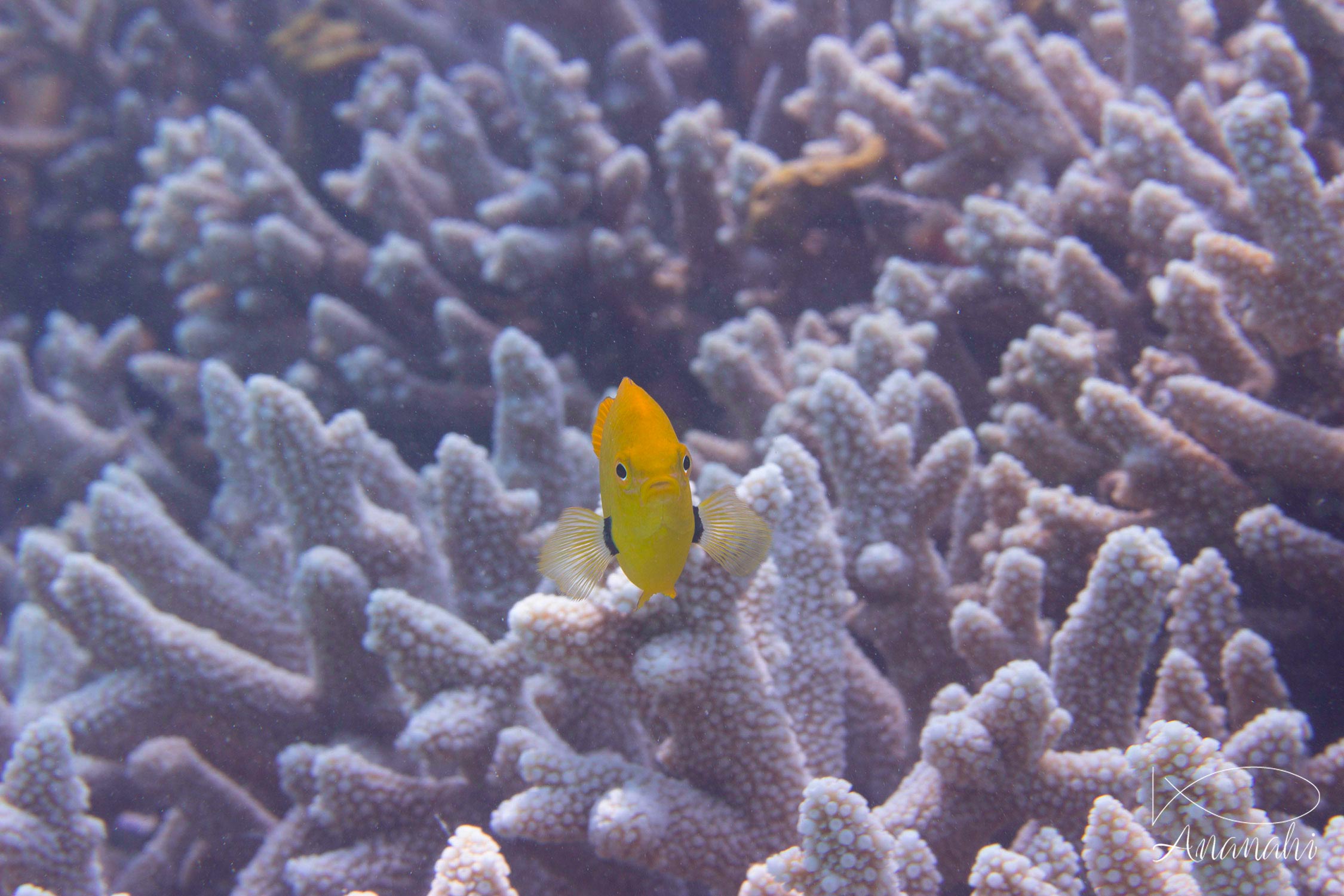 Others fish of Mayotte