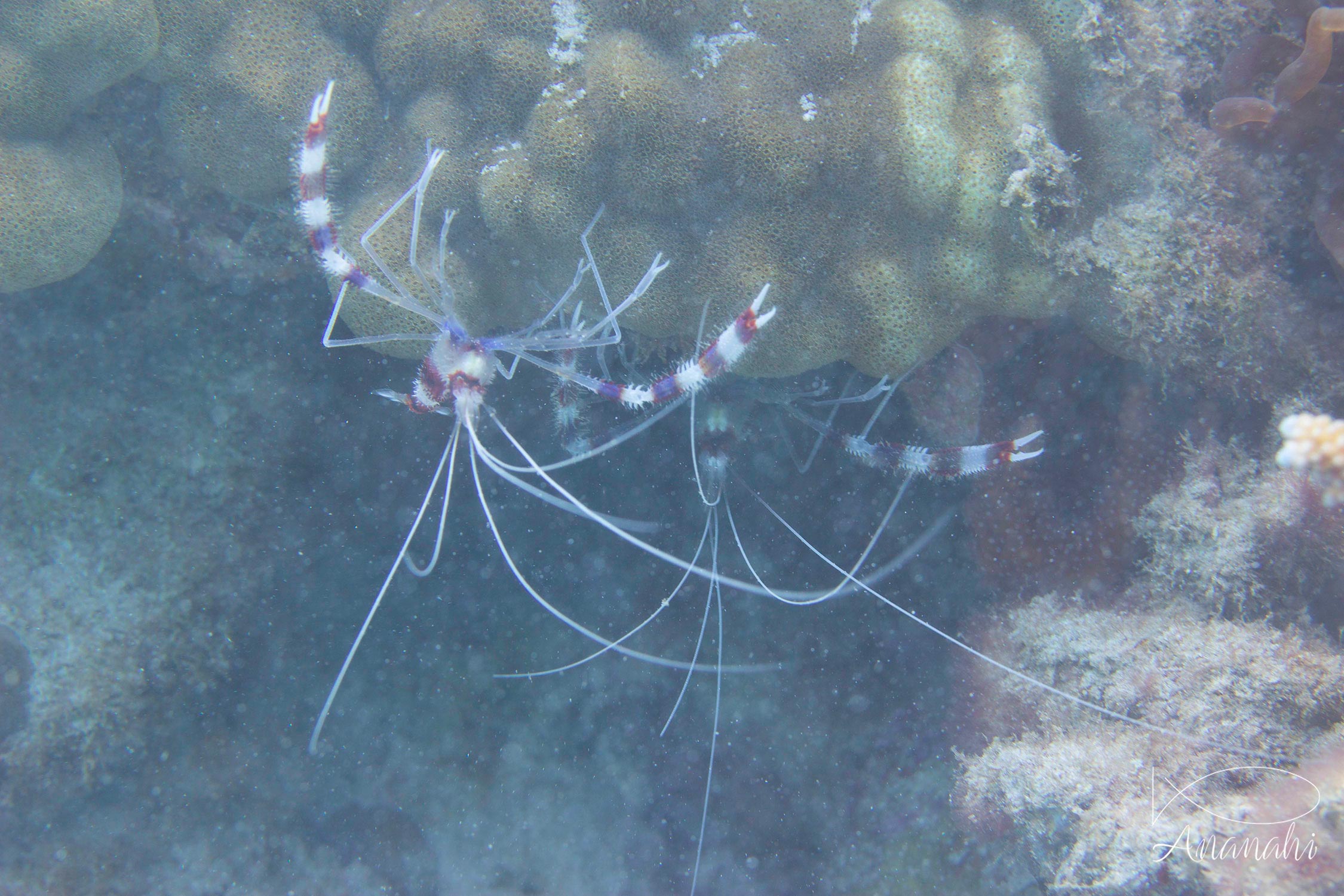 Banded cleaner shrimp of Mayotte