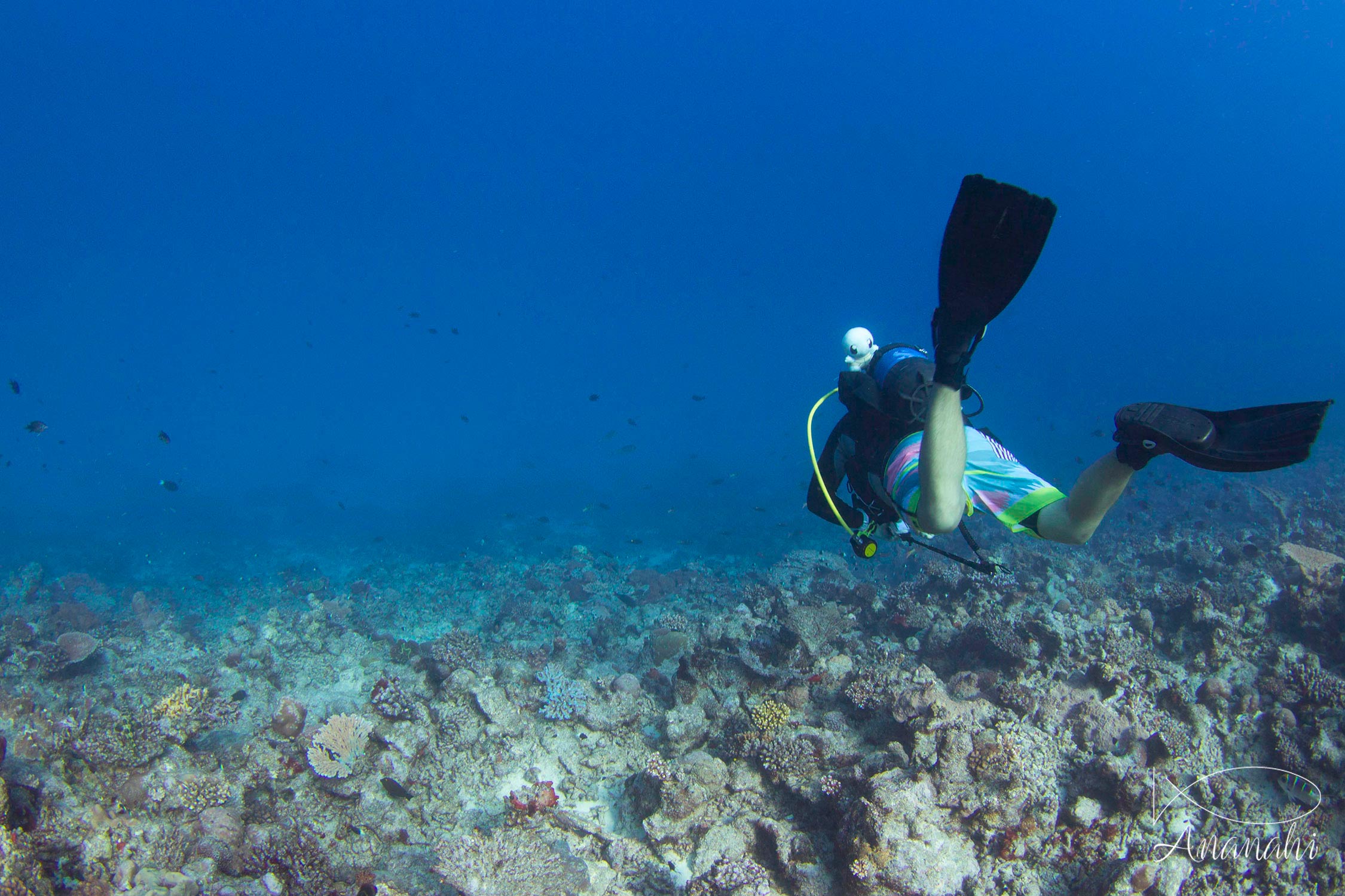 Kevin of Mayotte