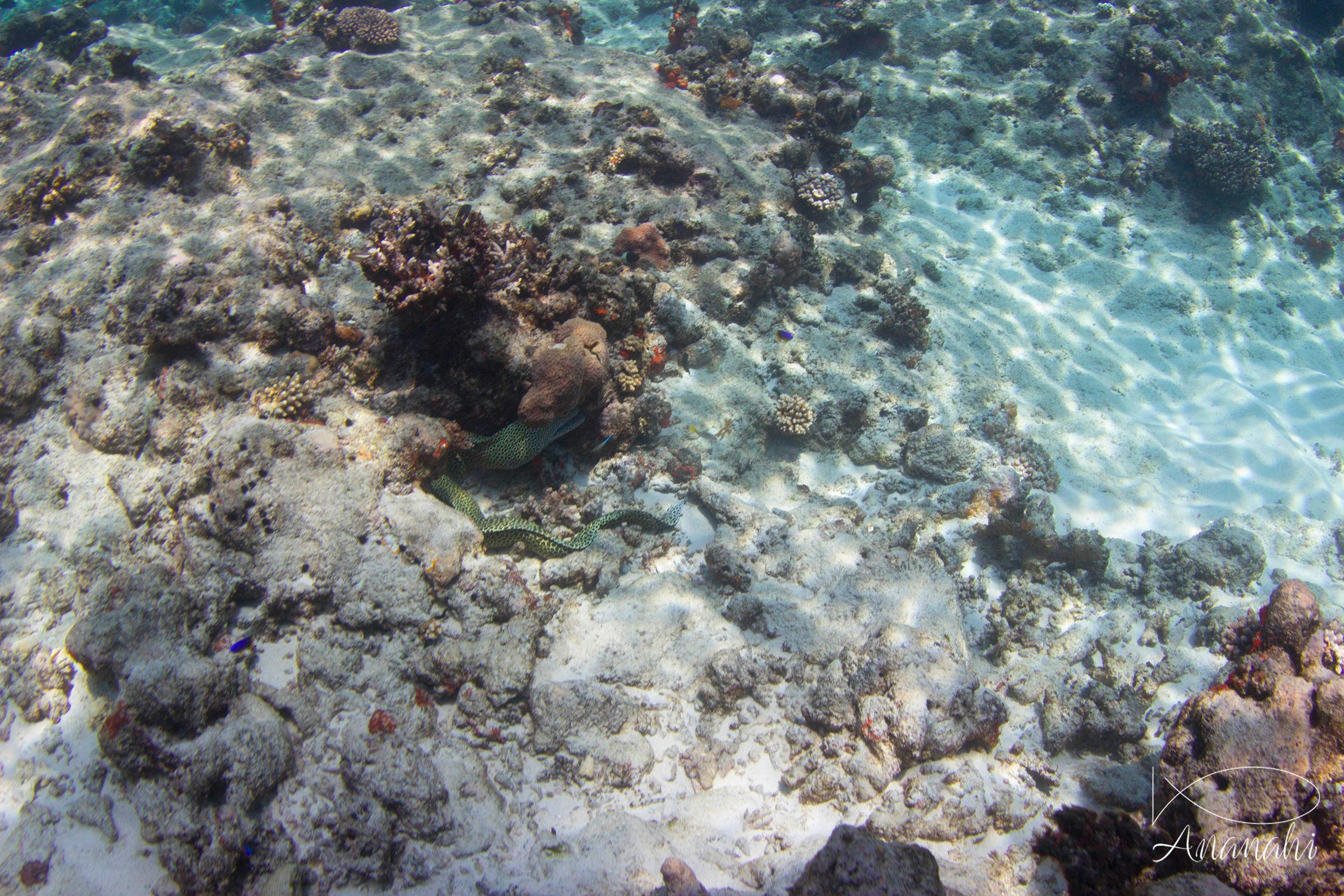Honeycomb moray of Mayotte