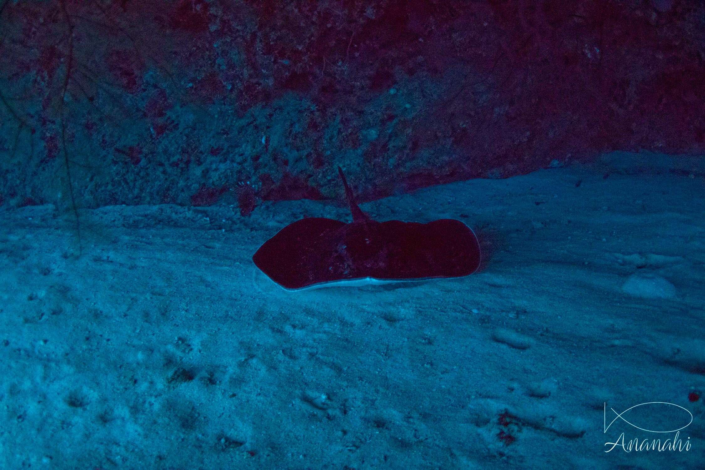 Blotched fantail ray of Mayotte