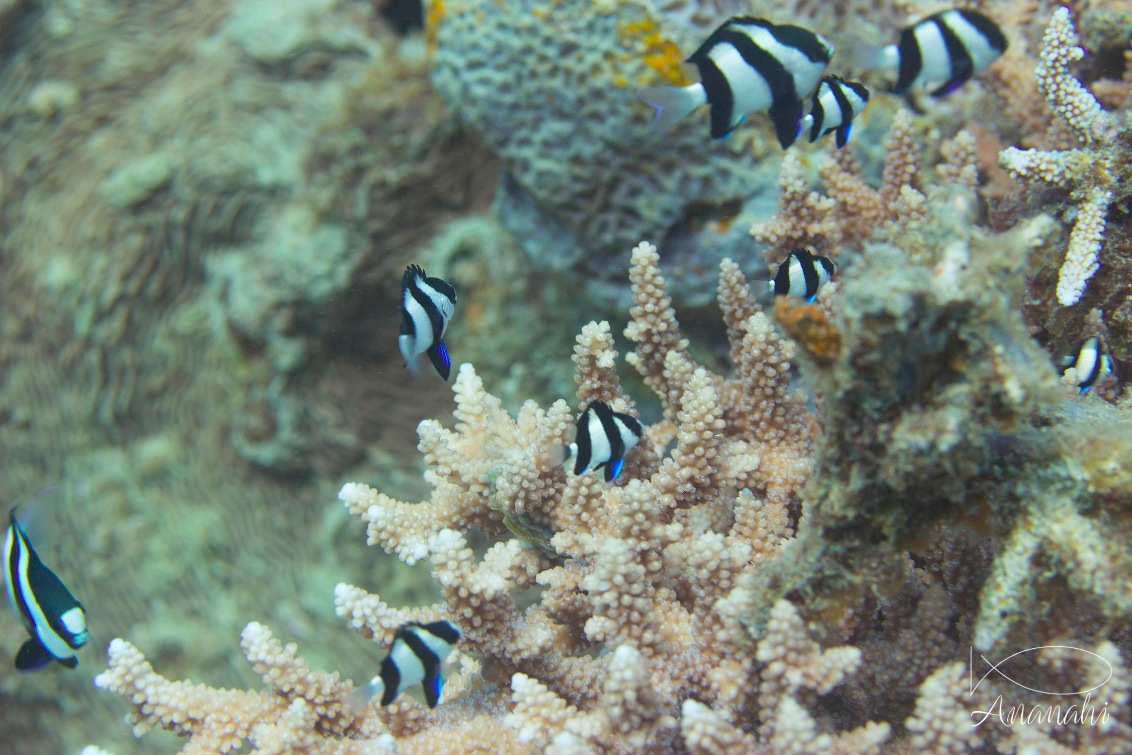 Humbug damselfish of Mayotte