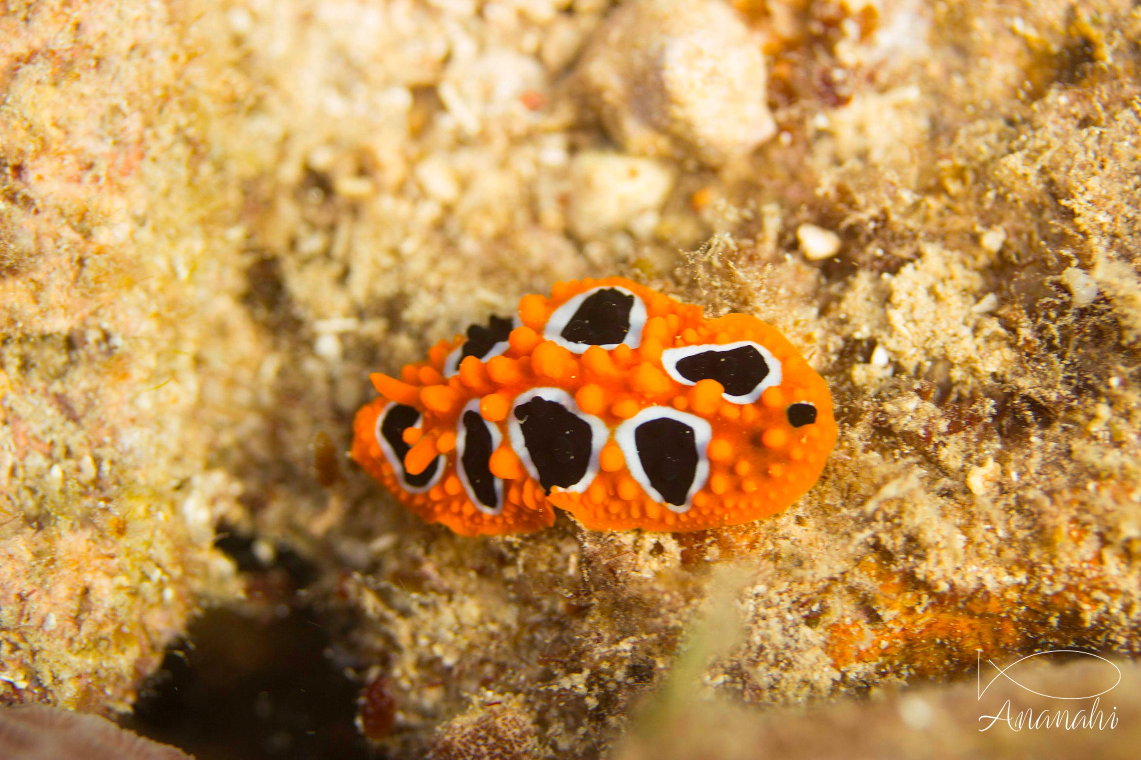 Ocellated phyllidia of Mayotte