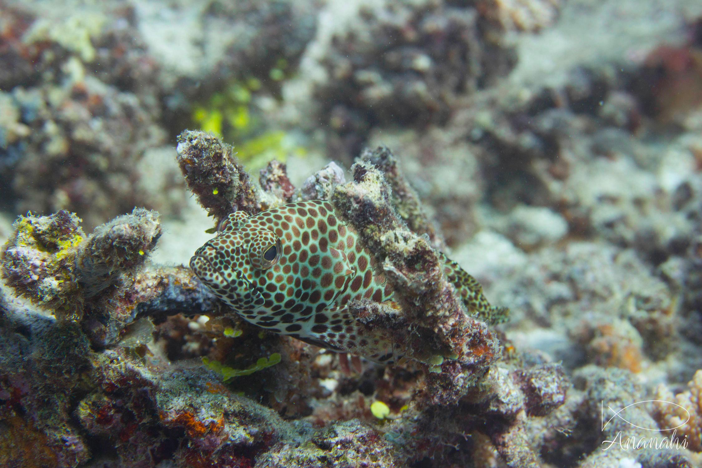 Others fish of Mayotte