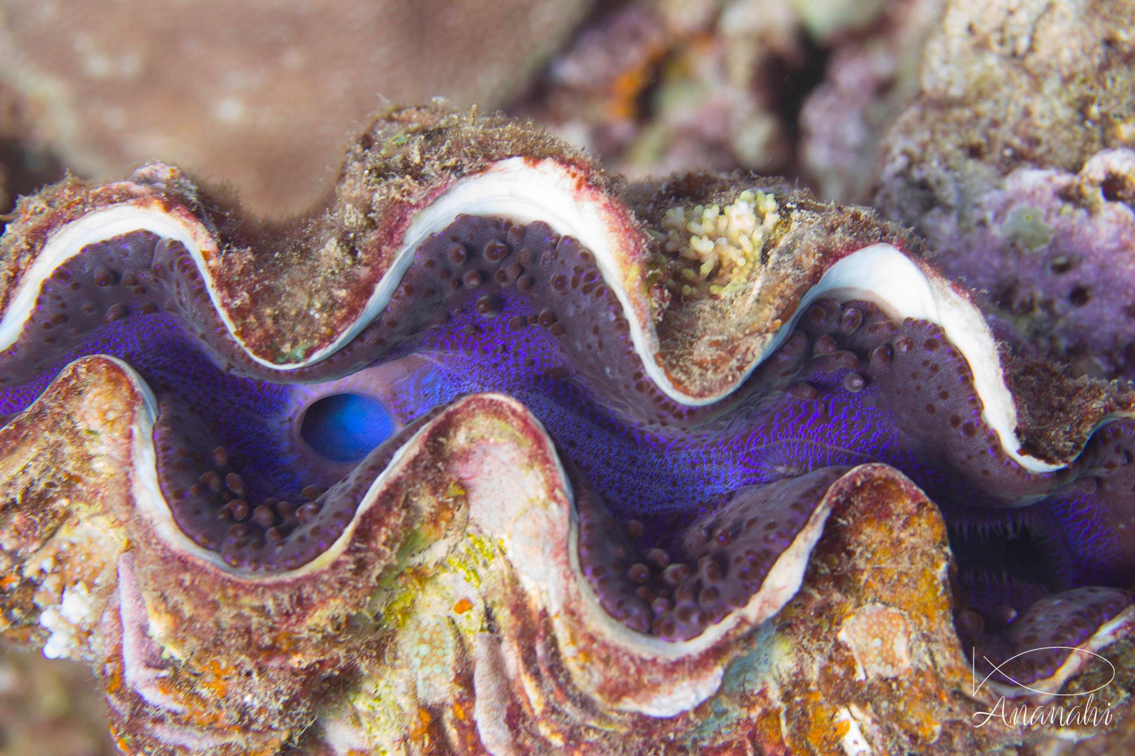 Elongated giant clam of Mayotte