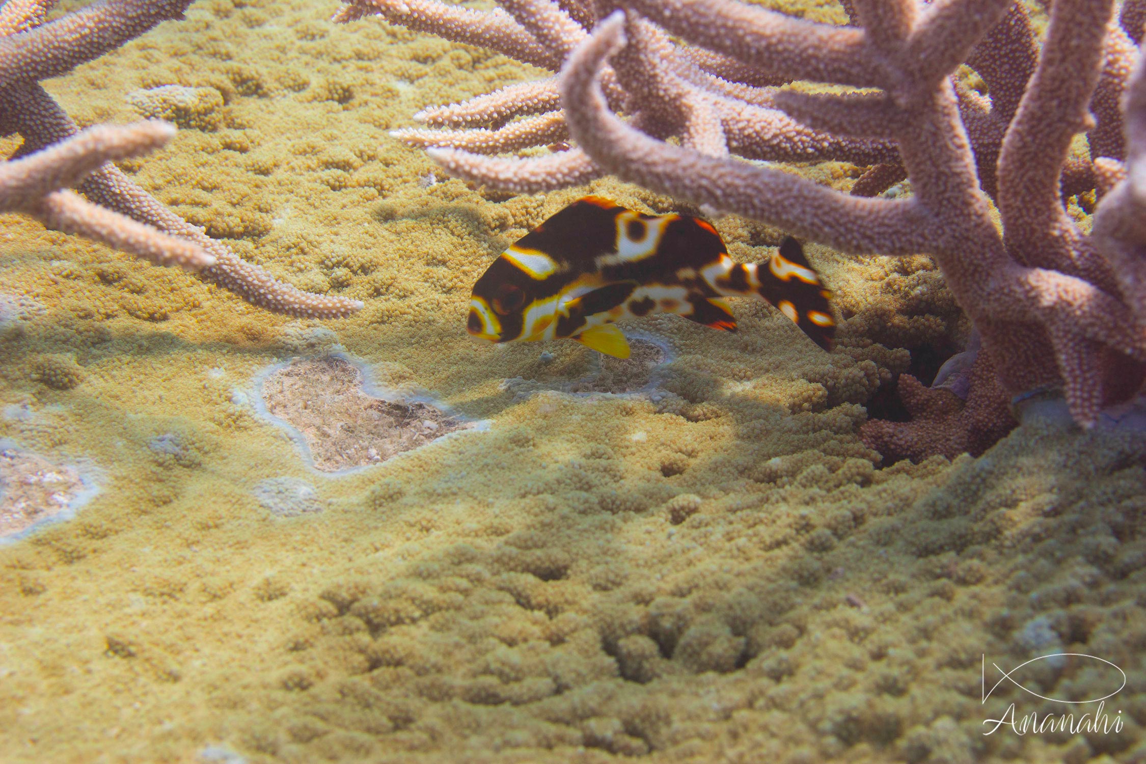 Juvenile oriental sweetip of Mayotte