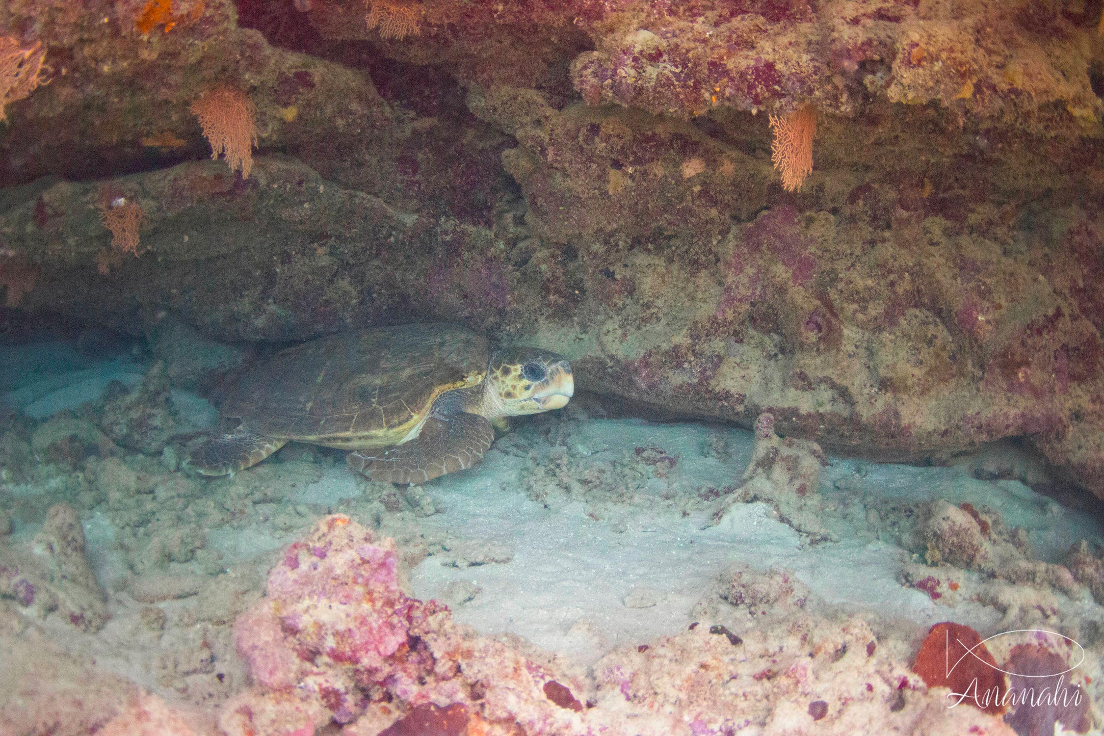 Loggerhead sea turtle of Mayotte