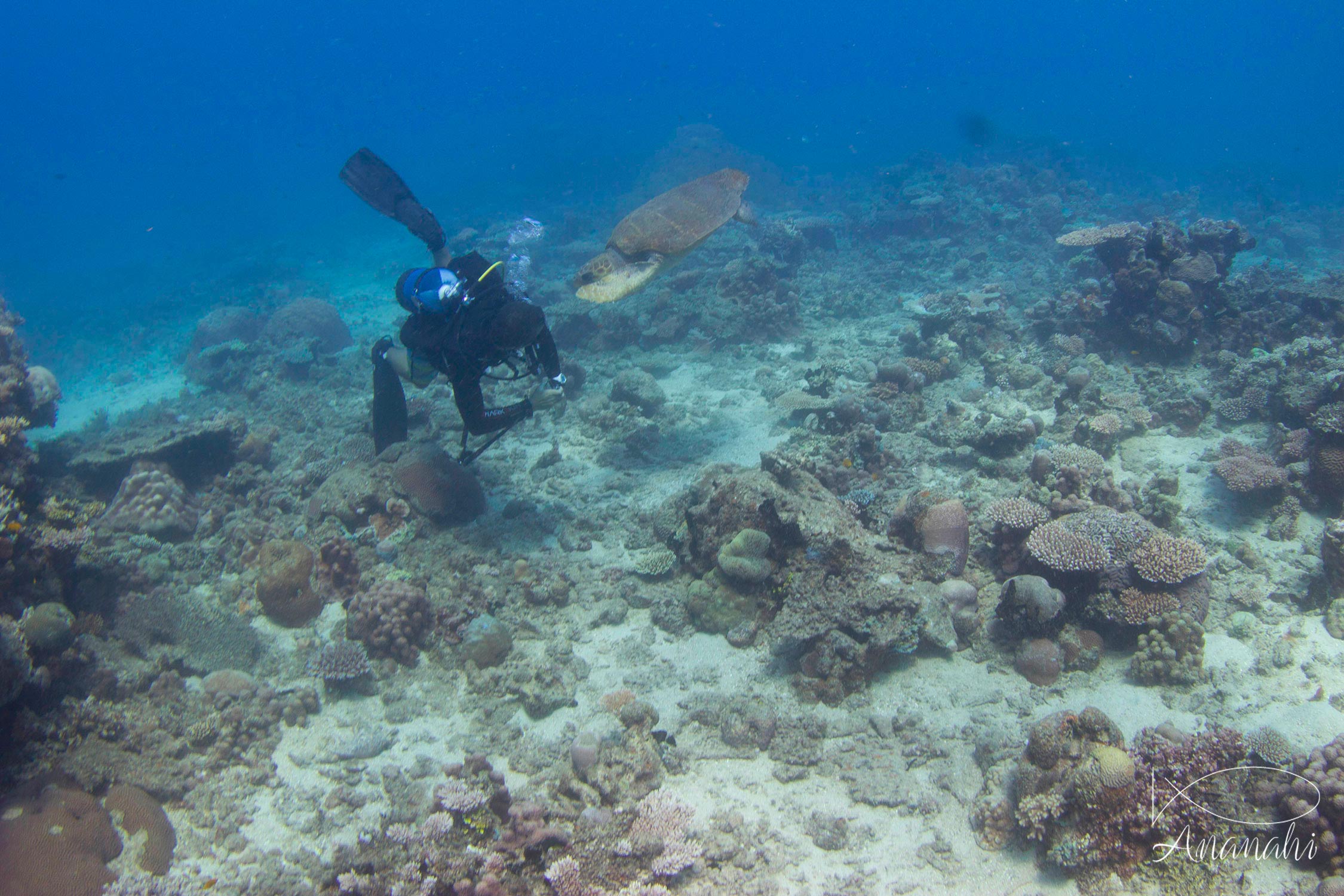 Loggerhead sea turtle of Mayotte