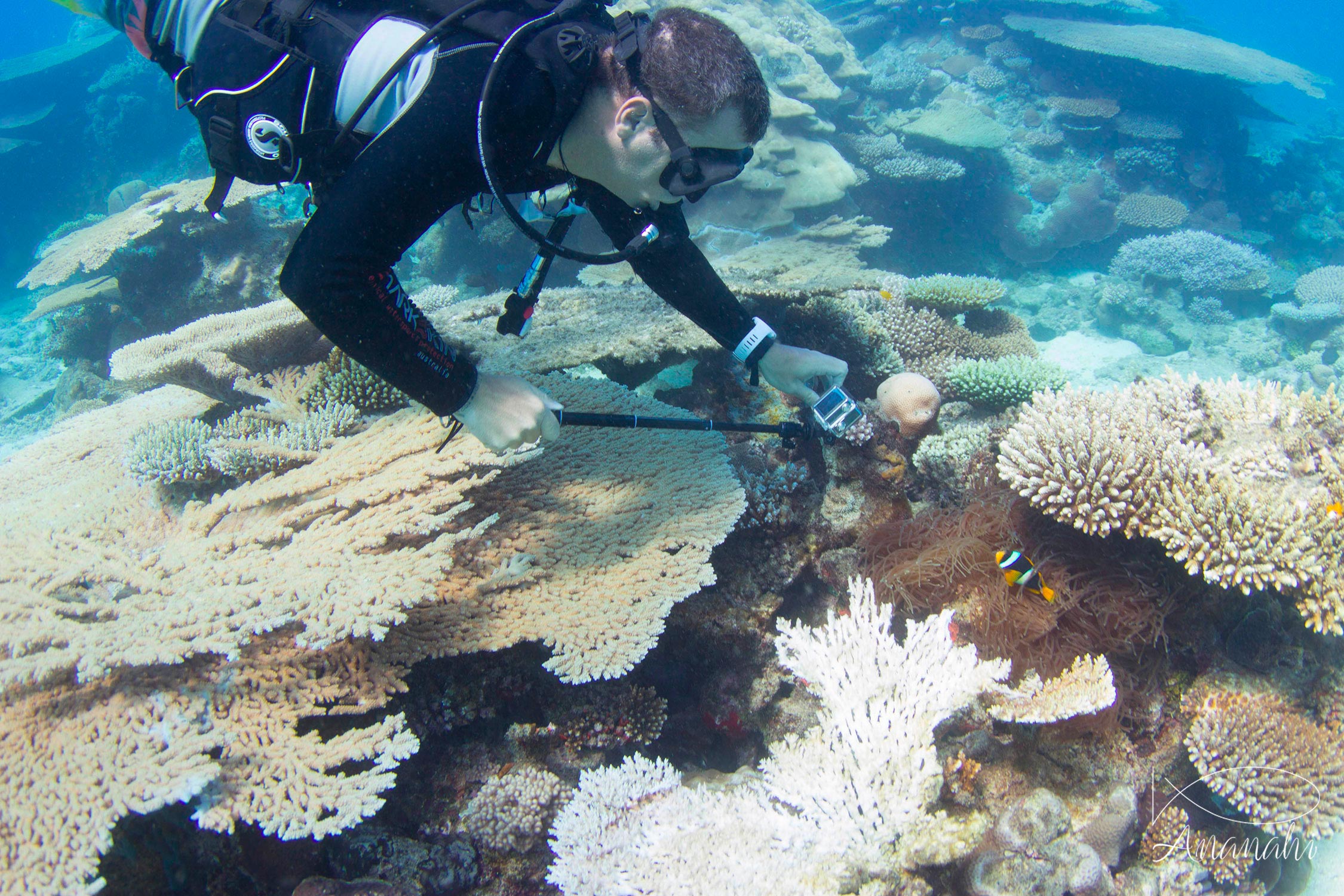 Madagascar anemonefish of Mayotte
