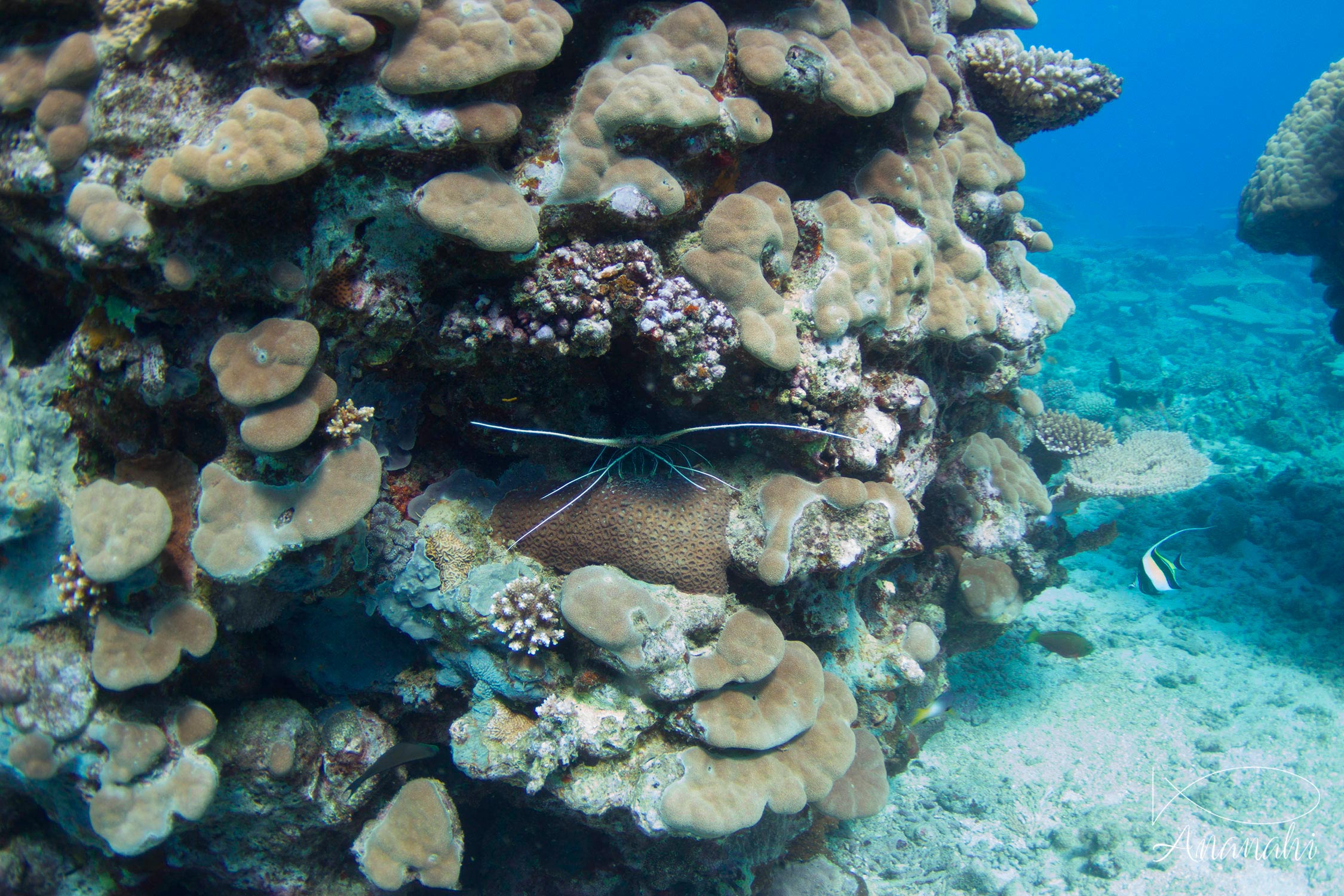 Painted rock lobster of Mayotte