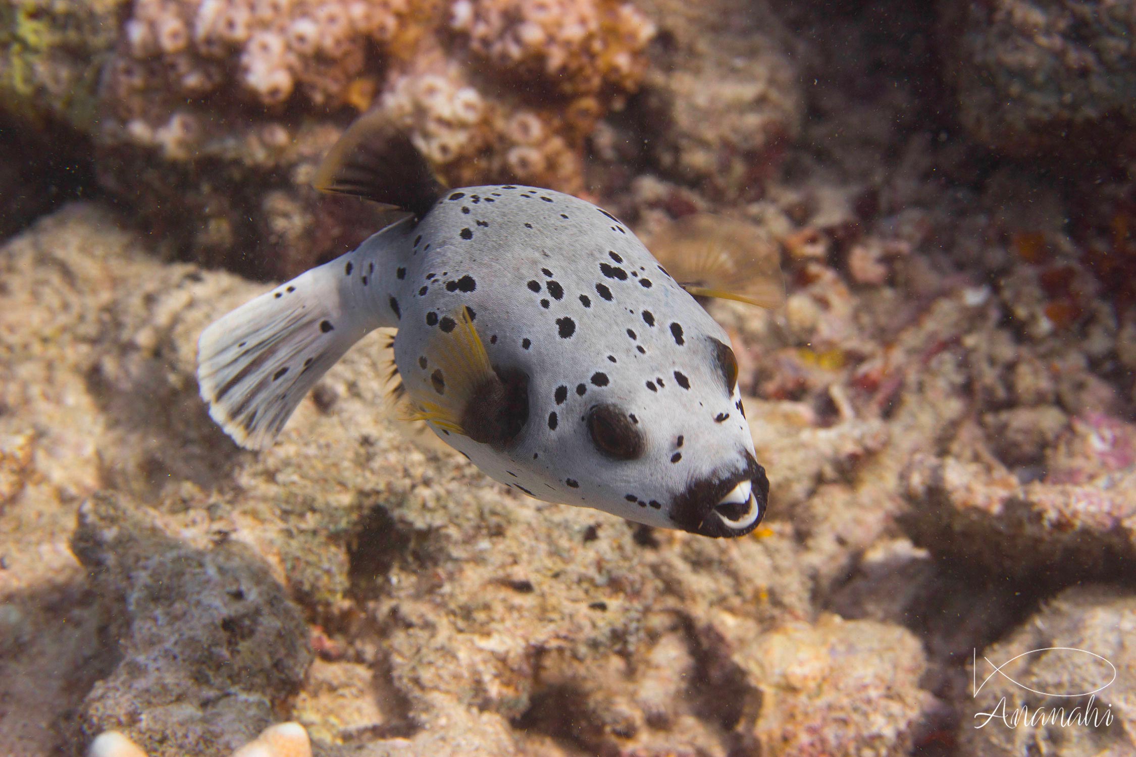 Blackspotted pufferfish of Mayotte