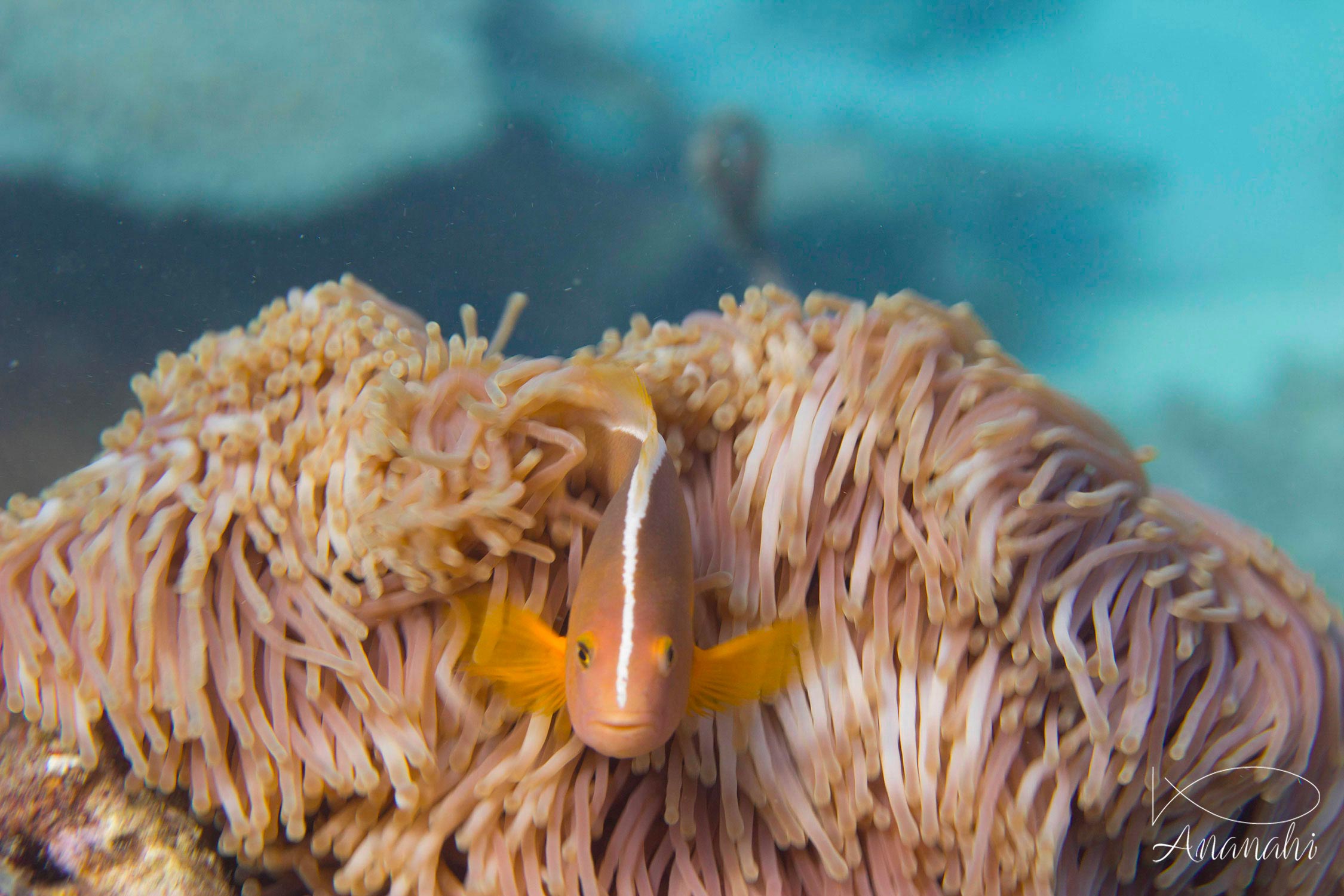 Nosetripe clownfish of Mayotte
