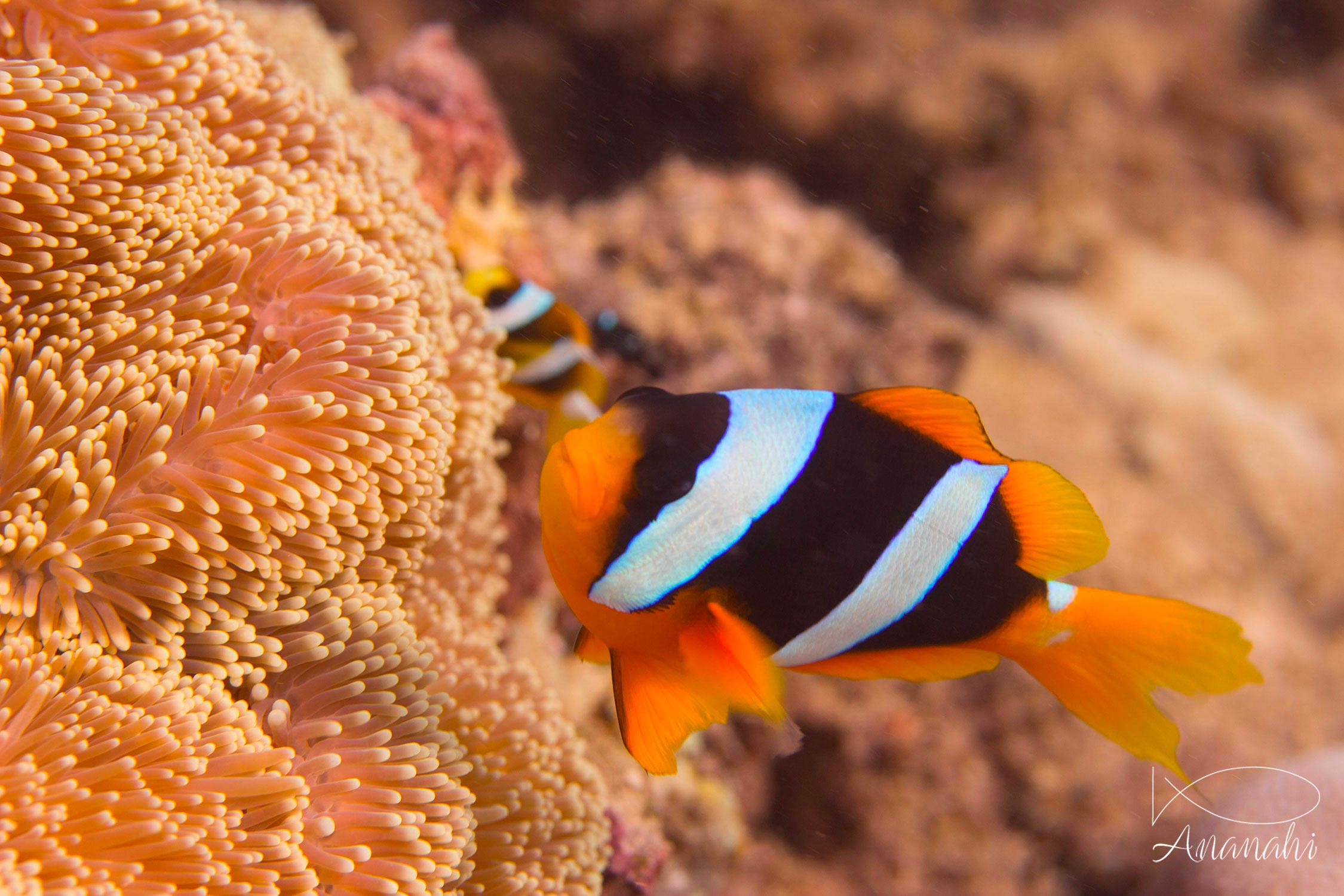 Clark's anemonefish of Mayotte