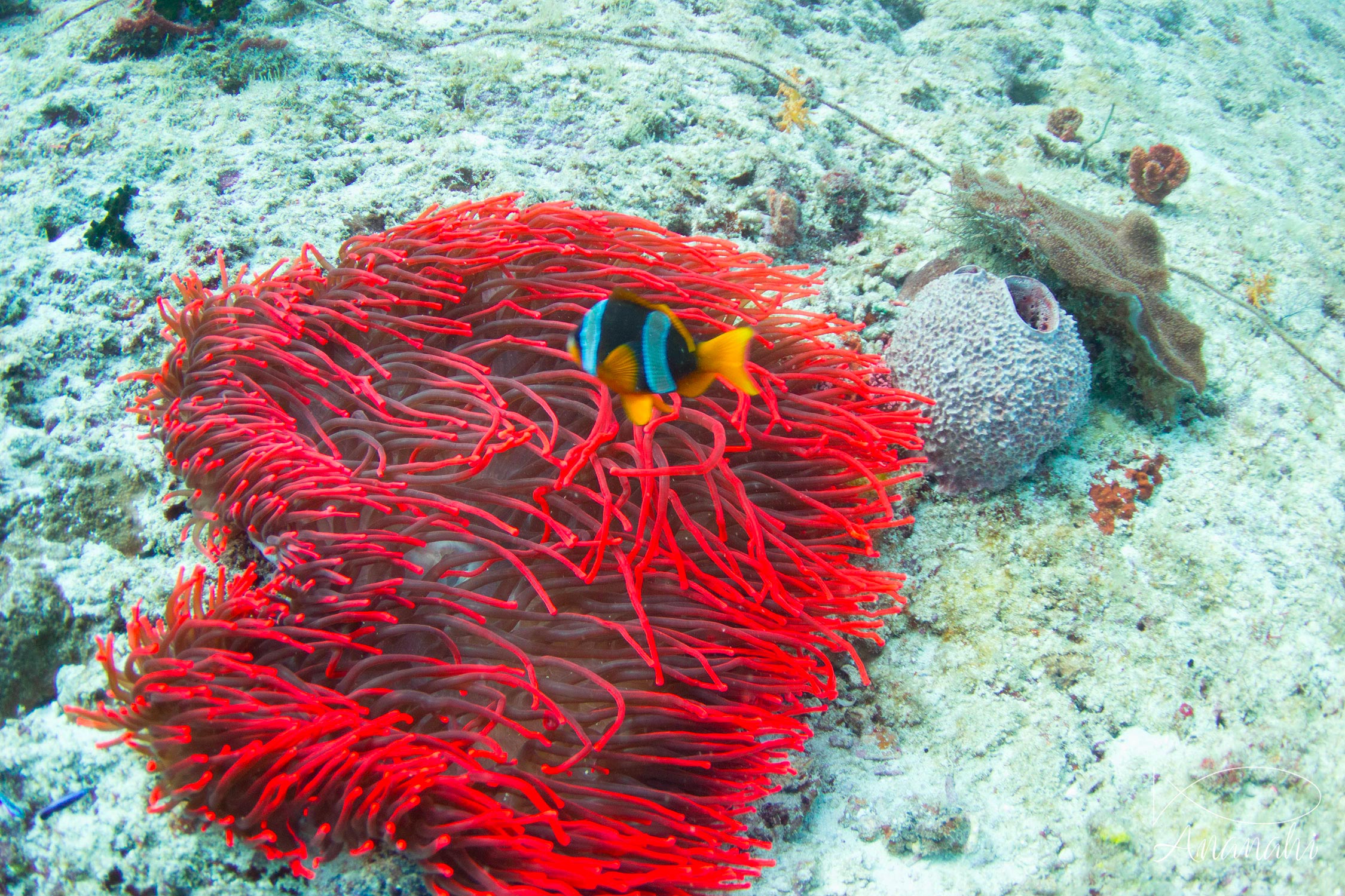 Madagascar anemonefish of Mayotte