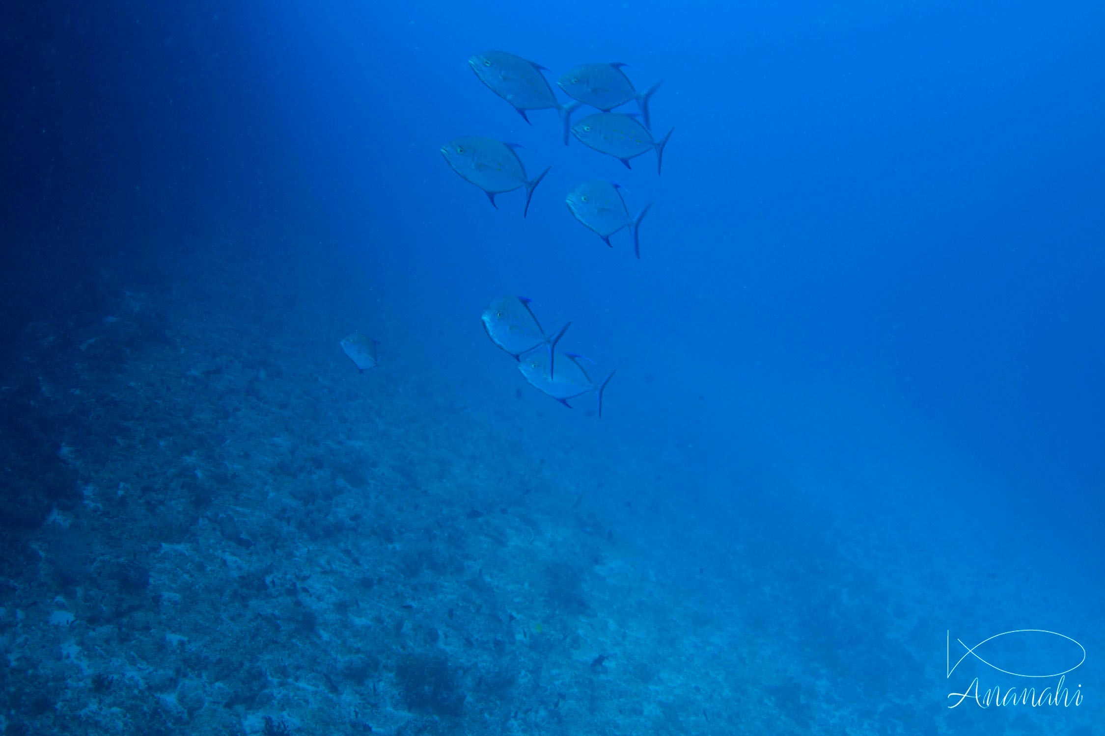 Bluefin trevally of Mayotte