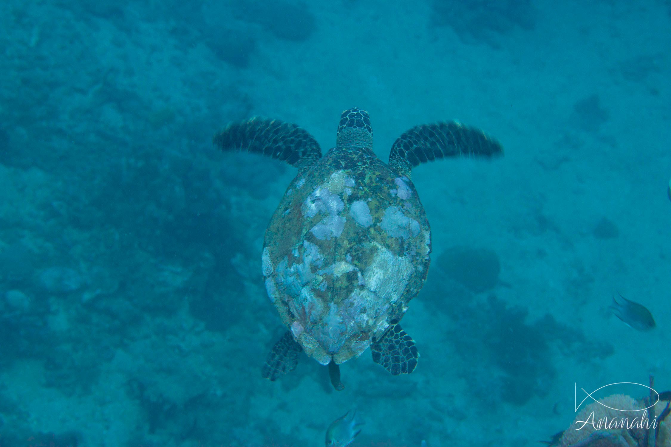 Hawksbill turtle of Mayotte