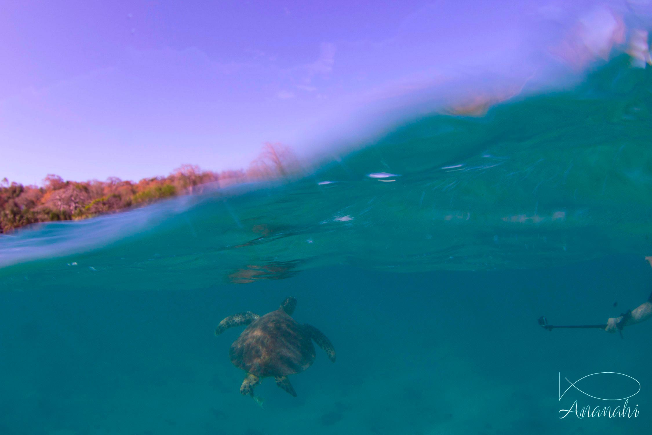 Green sea turtle of Mayotte