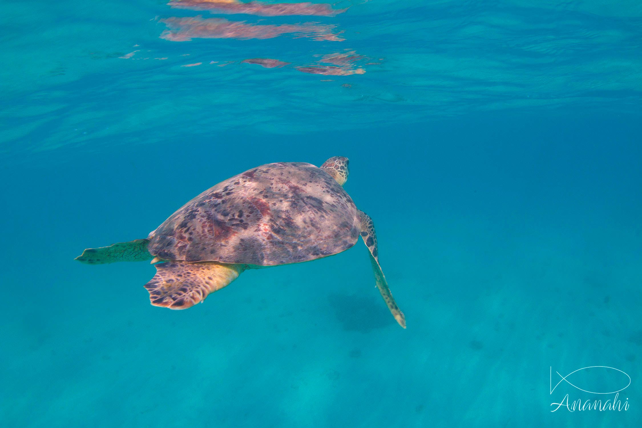 Green sea turtle of Mayotte