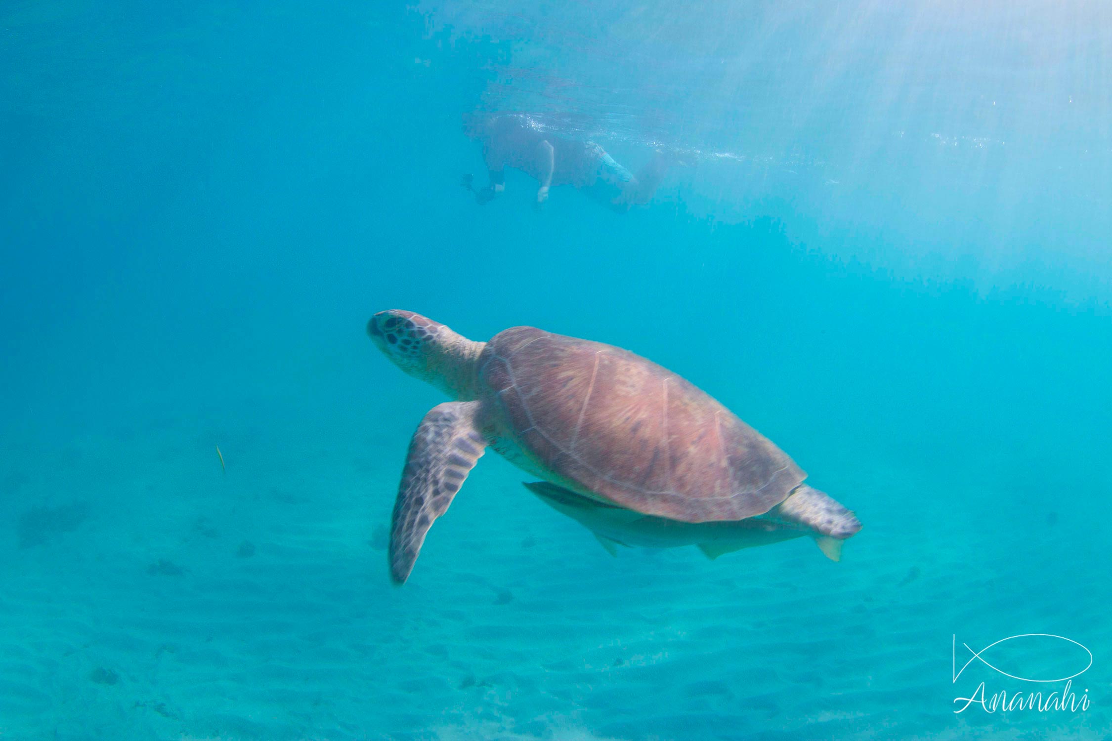 Green sea turtle of Mayotte
