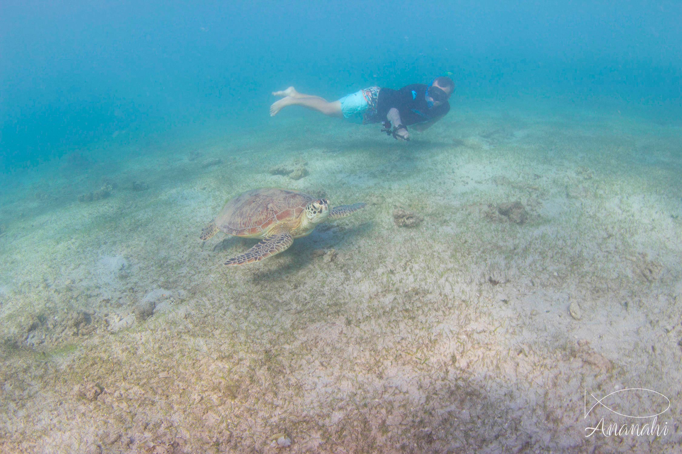 Green sea turtle of Mayotte