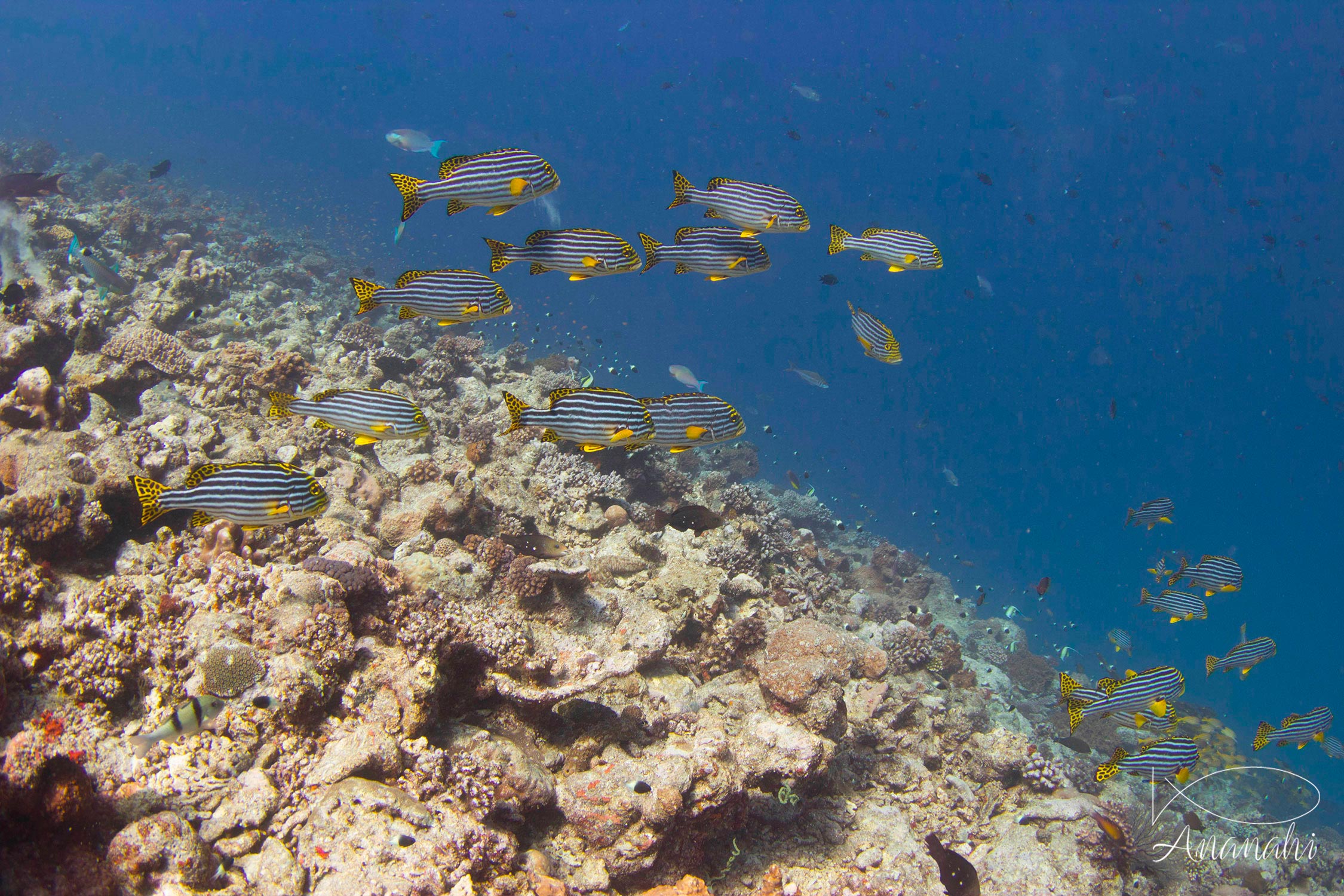 Oriental sweetlips of Mayotte