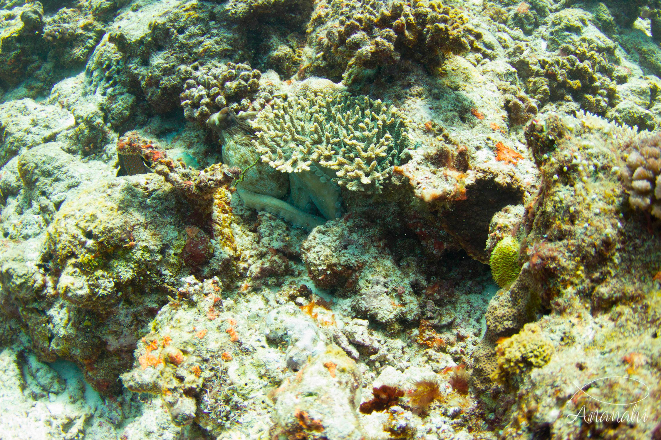 Common reef octopus of Mayotte