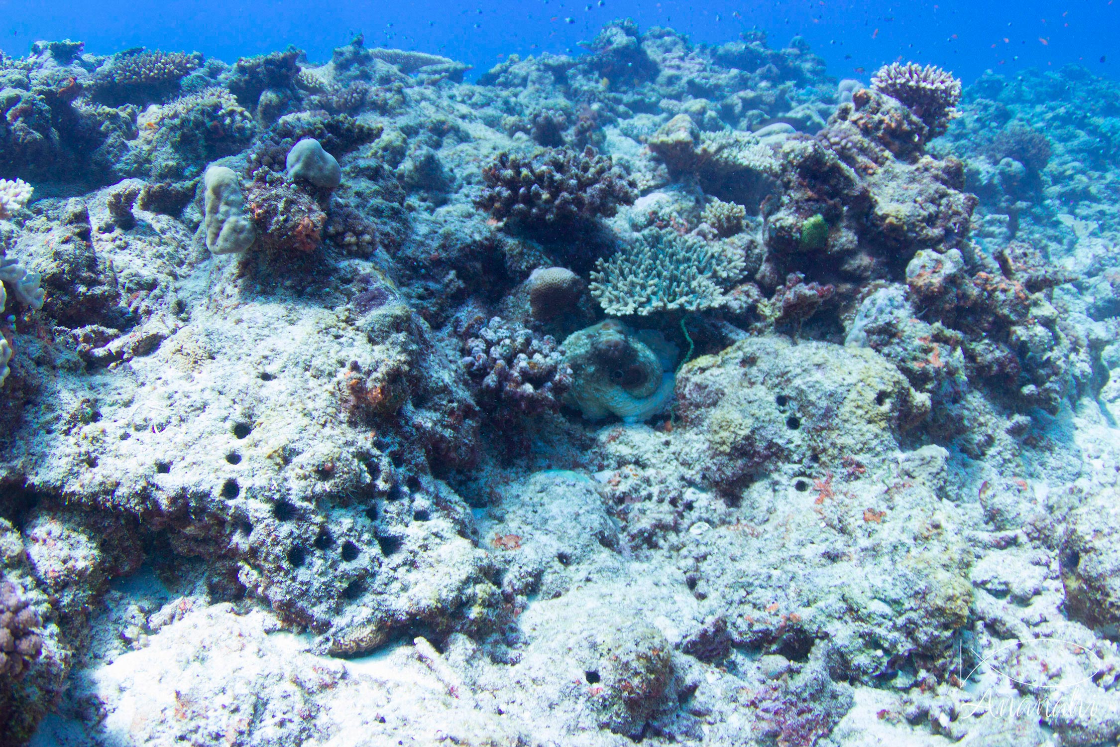 Common reef octopus of Mayotte