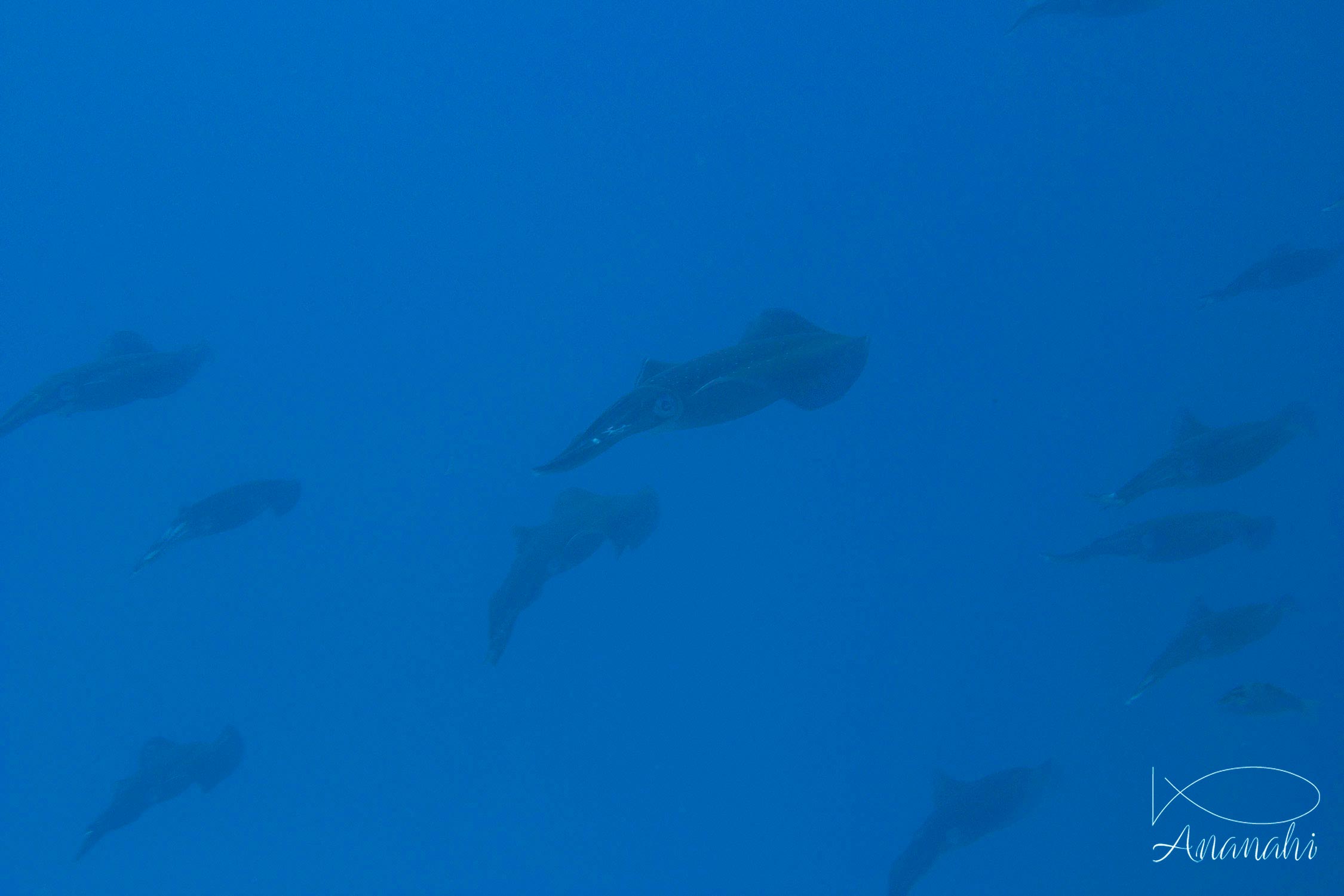 Bigfin reef squid of Mayotte