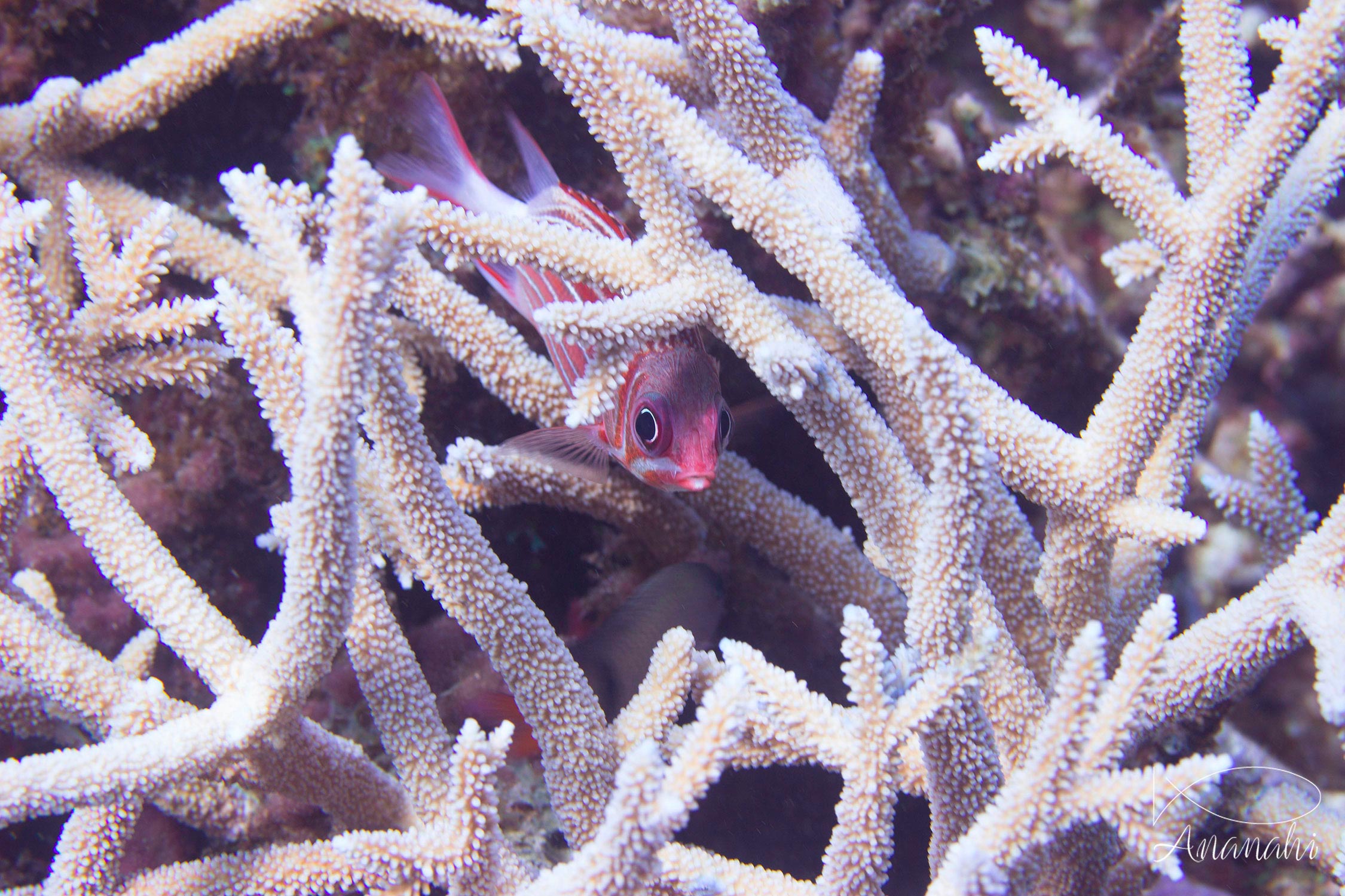 Others fish of Mayotte