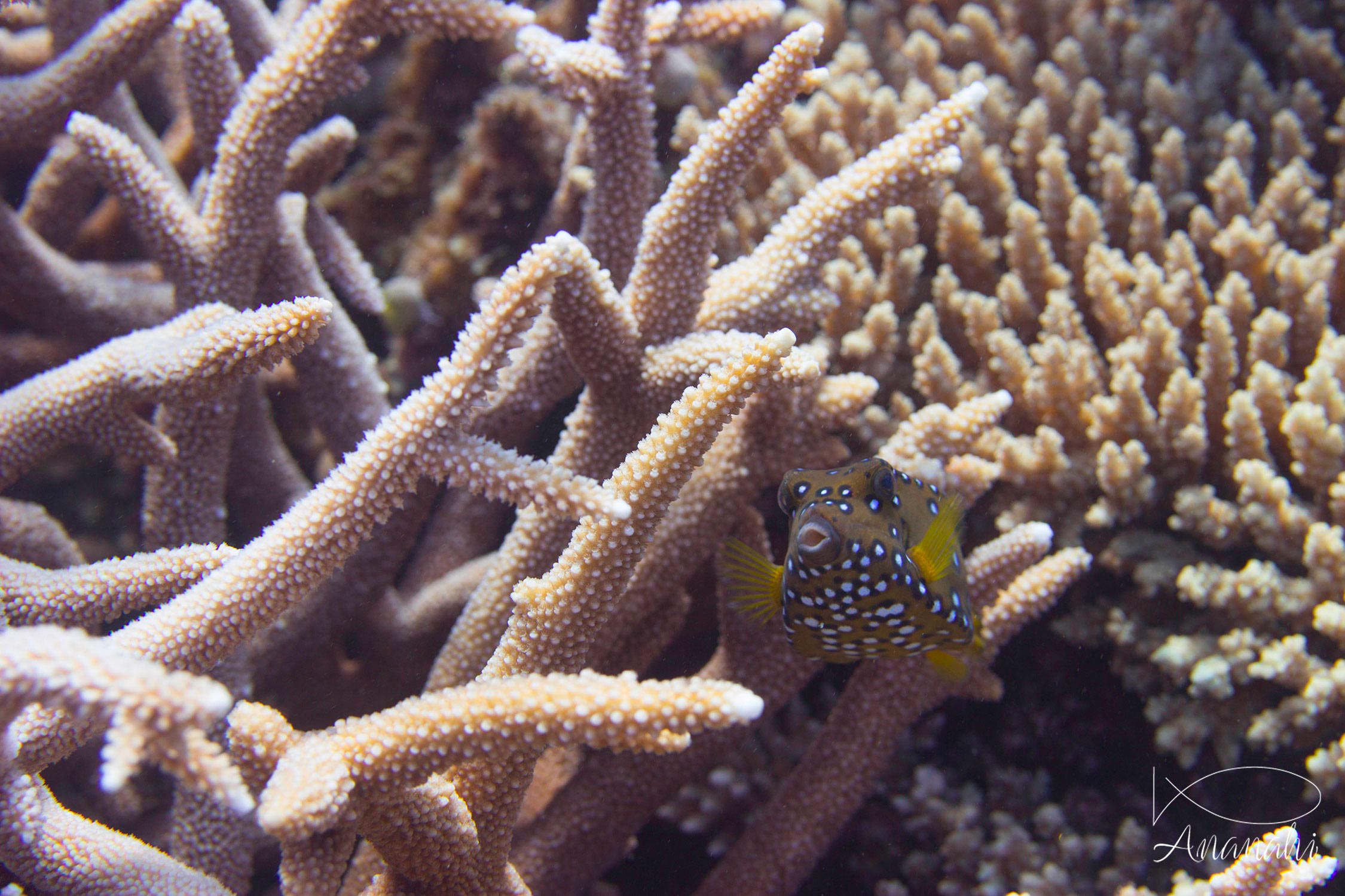 Yellow boxfish of Mayotte