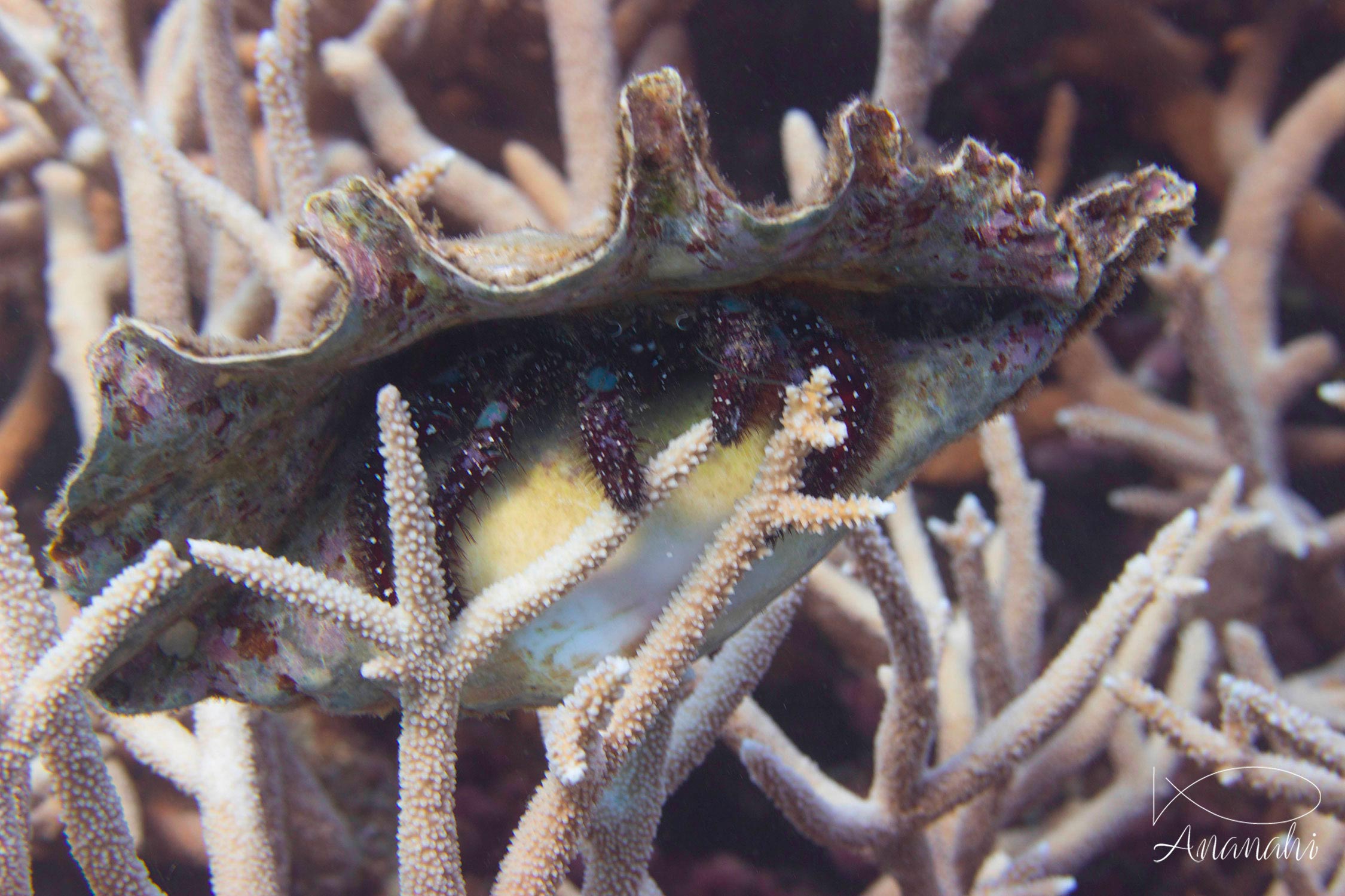 Blue knee hermit crab of Mayotte