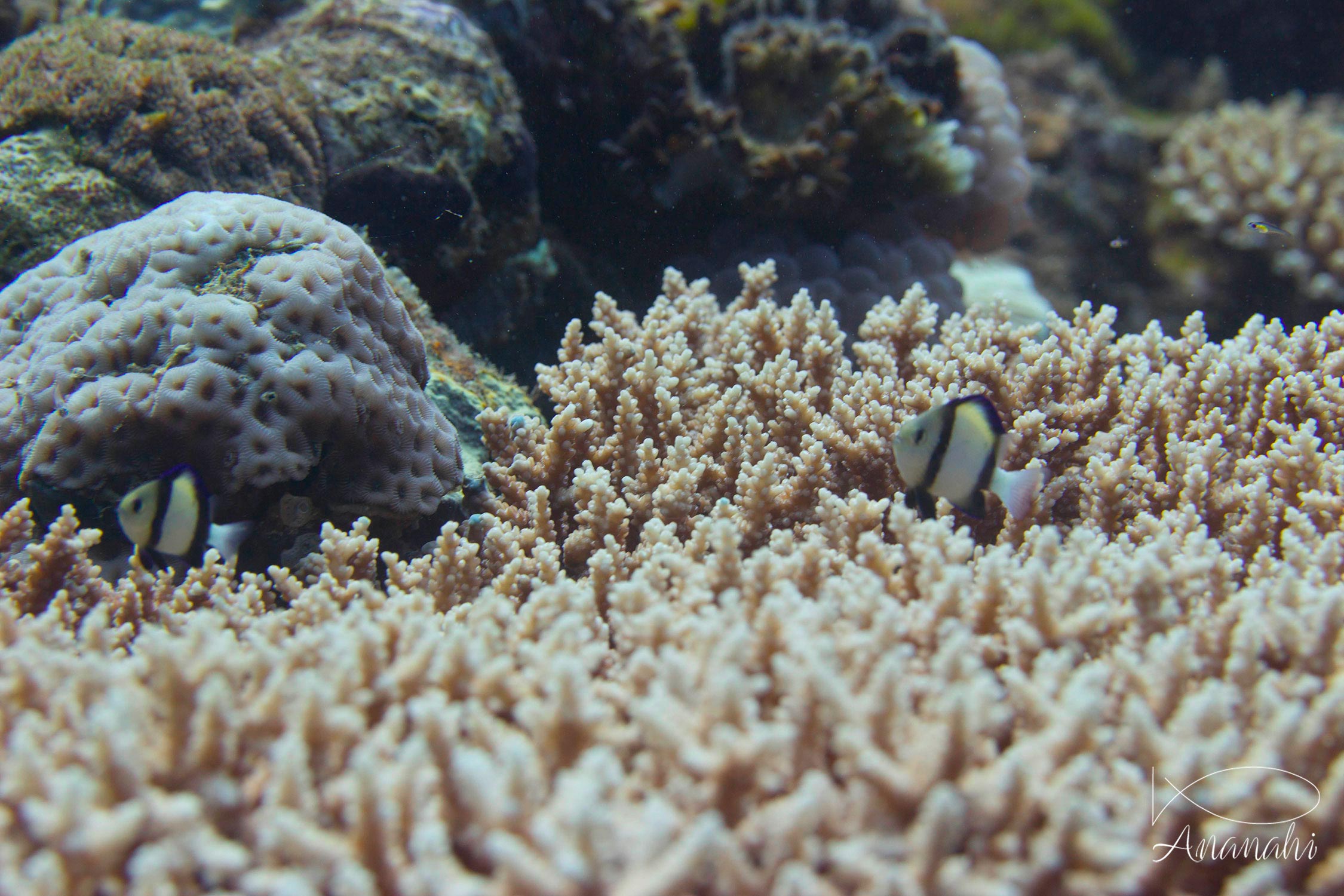 Cloudy dascyllus of Mayotte