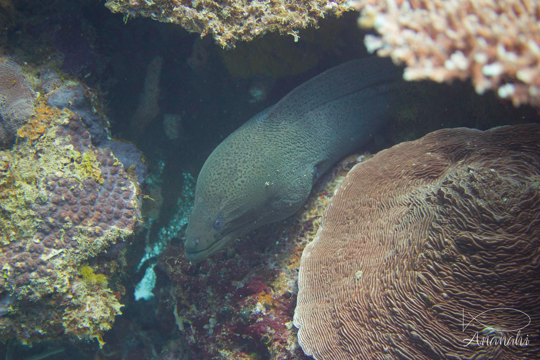Giant moray of Mayotte