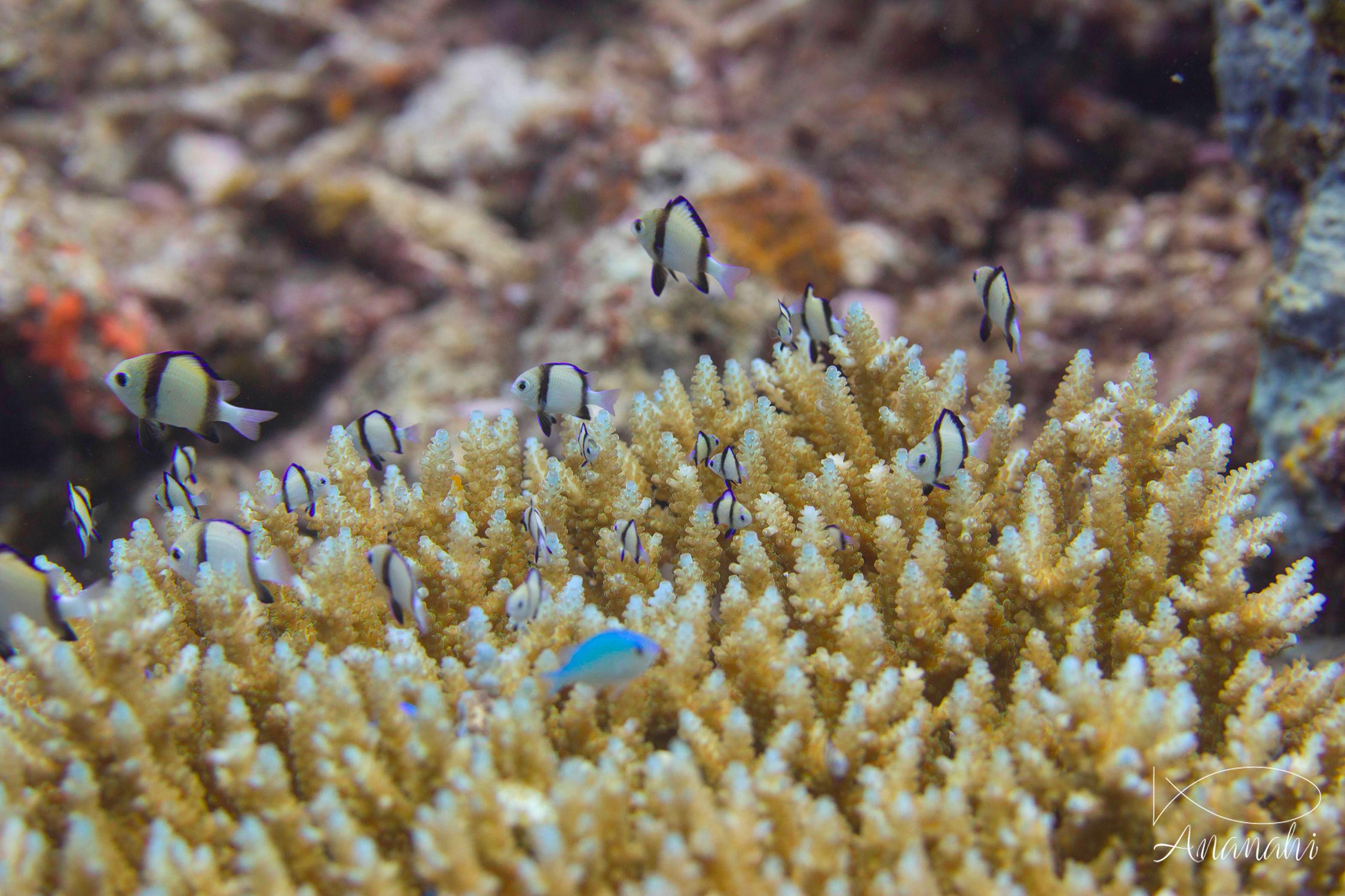 Cloudy dascyllus of Mayotte