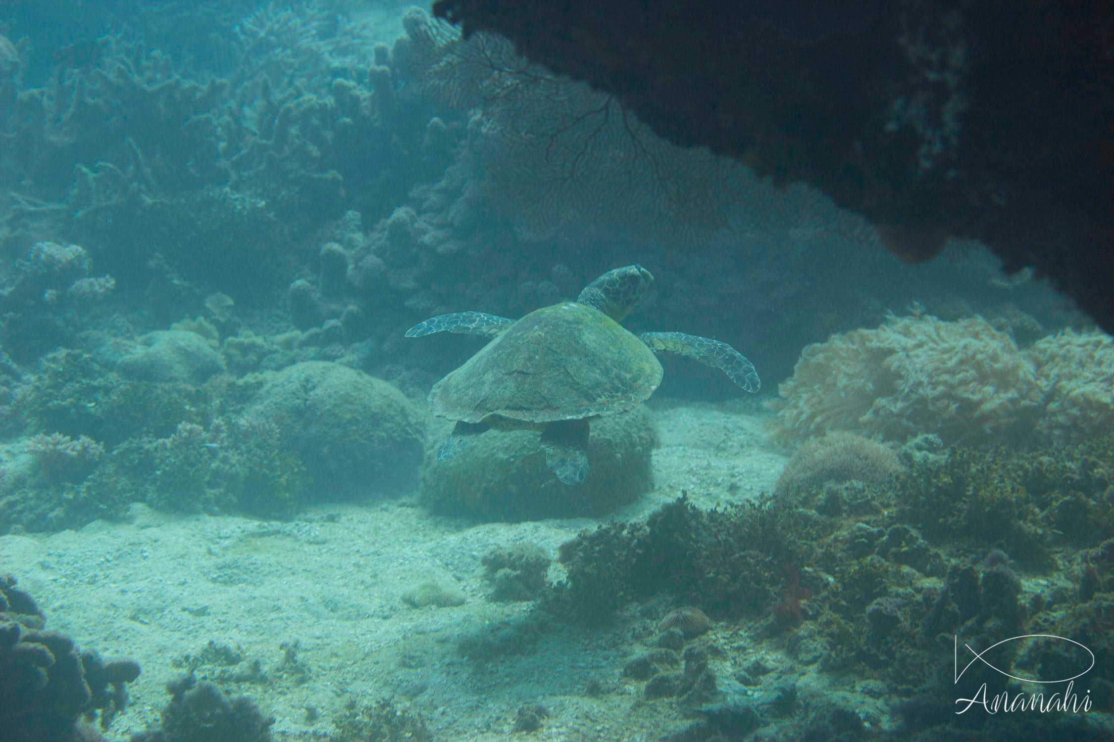 Hawksbill turtle of Mayotte