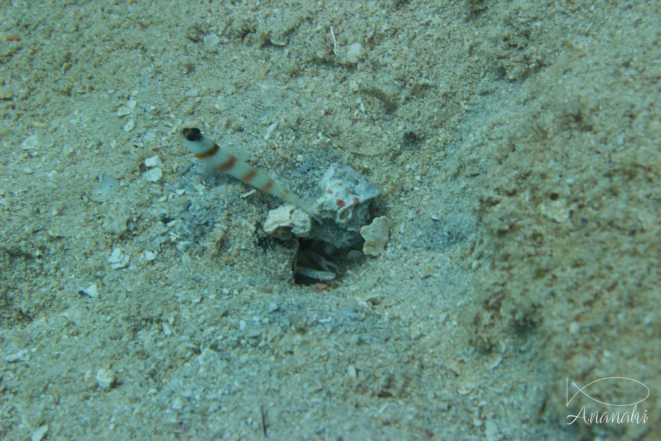 Steinitz' prawn-goby of Mayotte