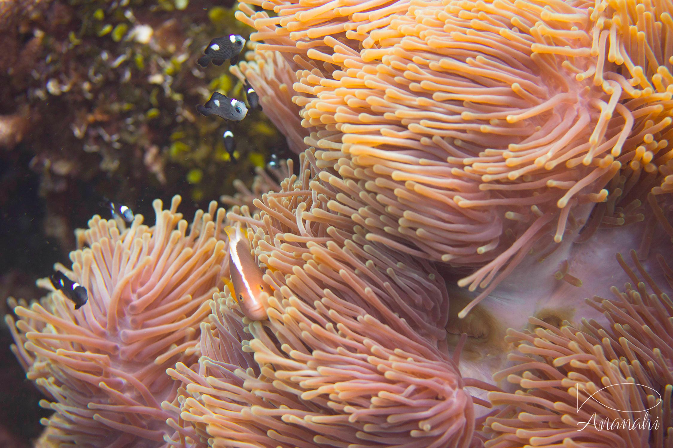 Domino damselfish of Mayotte