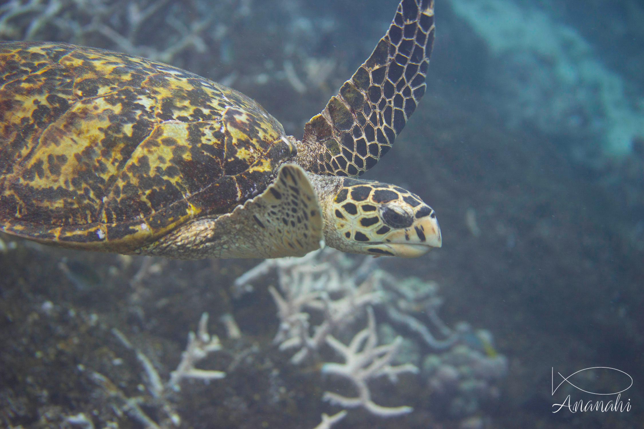 Hawksbill turtle of Mayotte