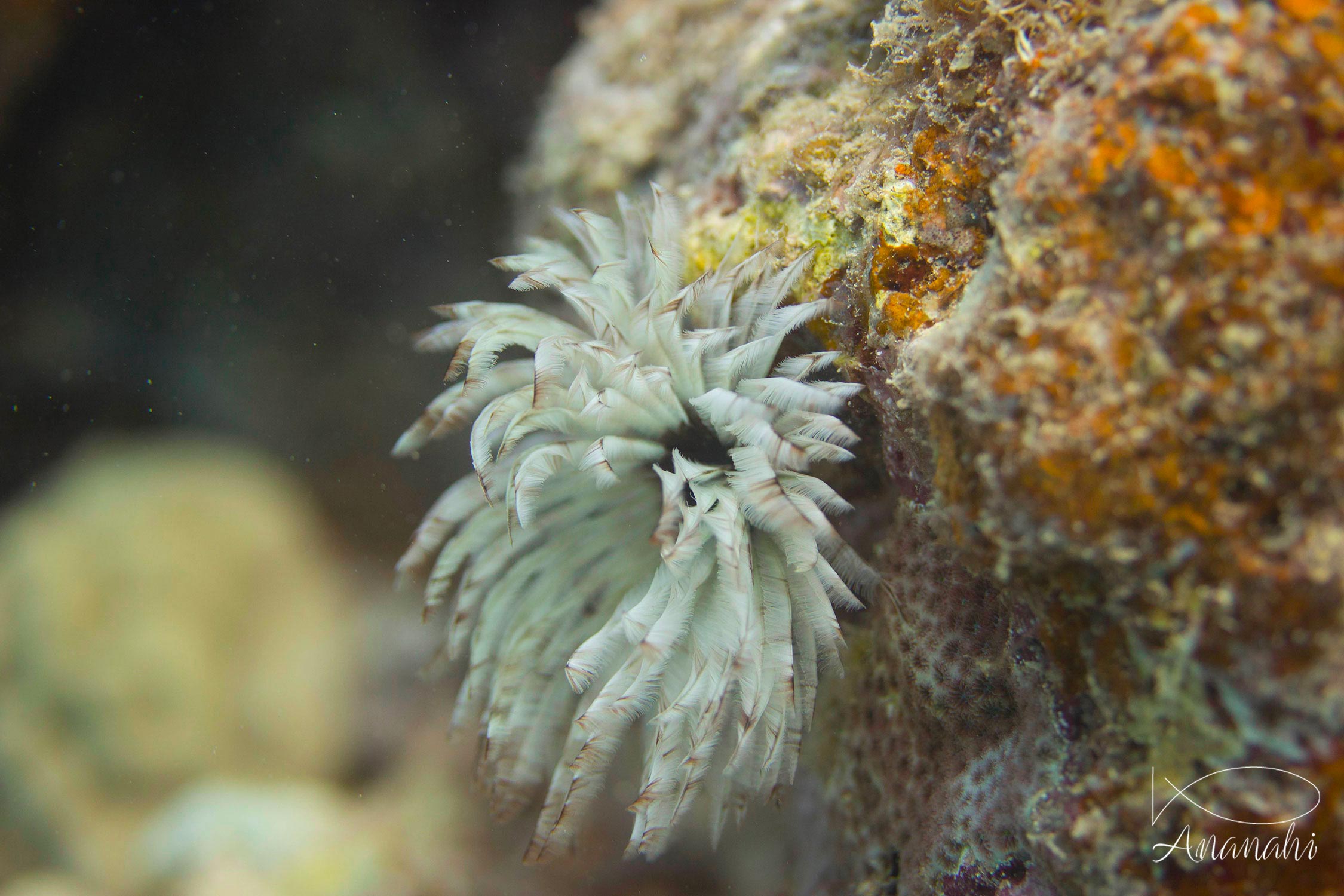 Indian feather worm of Mayotte