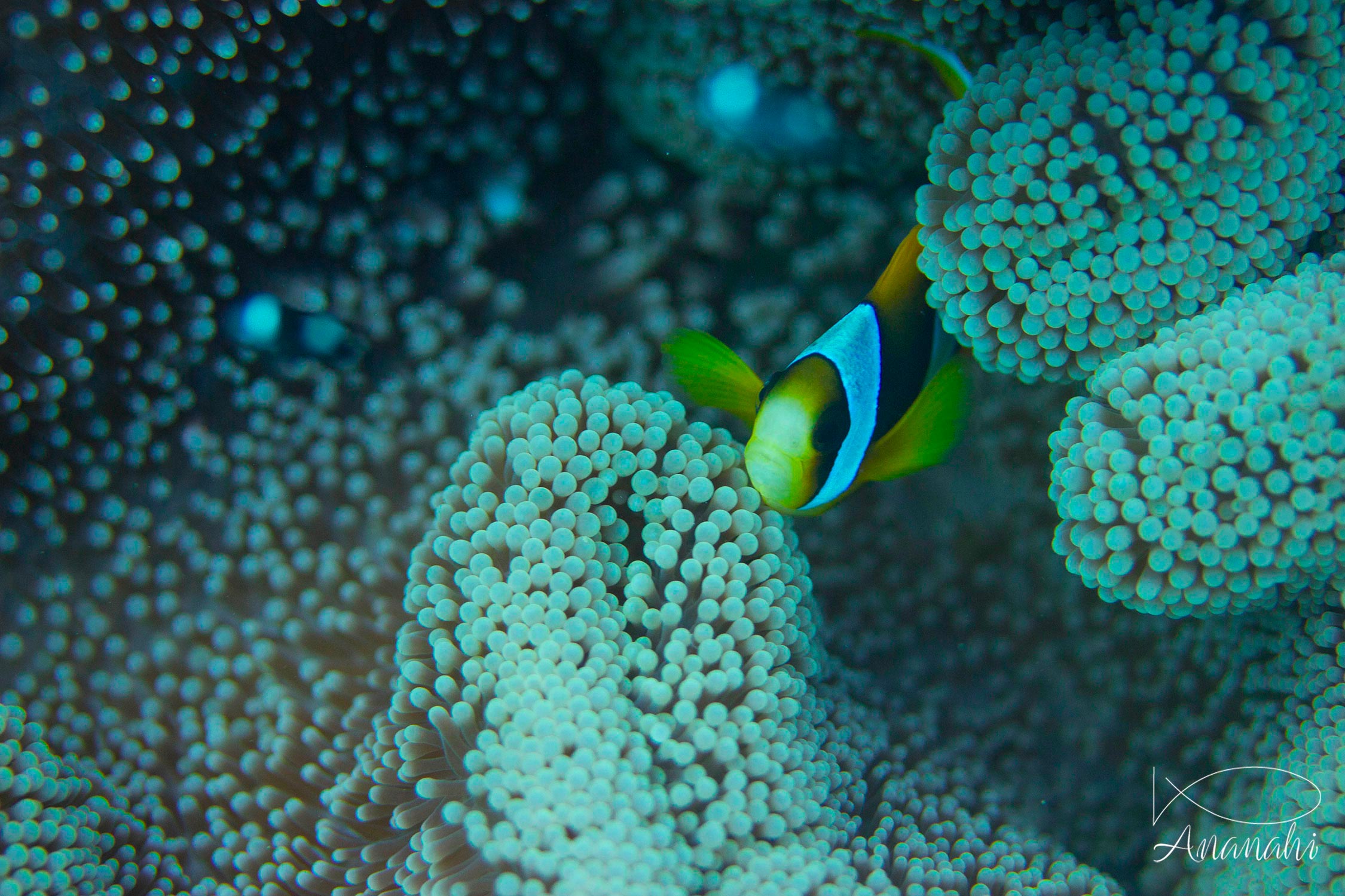 Madagascar anemonefish of Mayotte