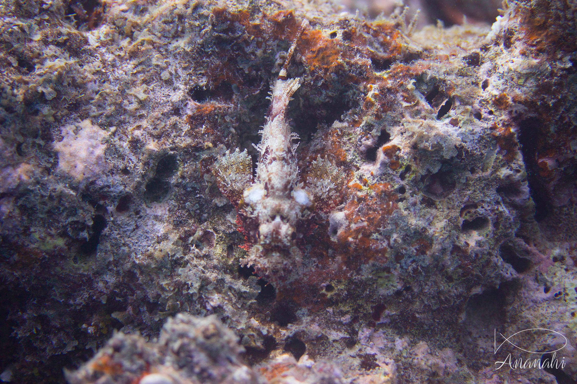 Tasseled scorpionfish of Mayotte
