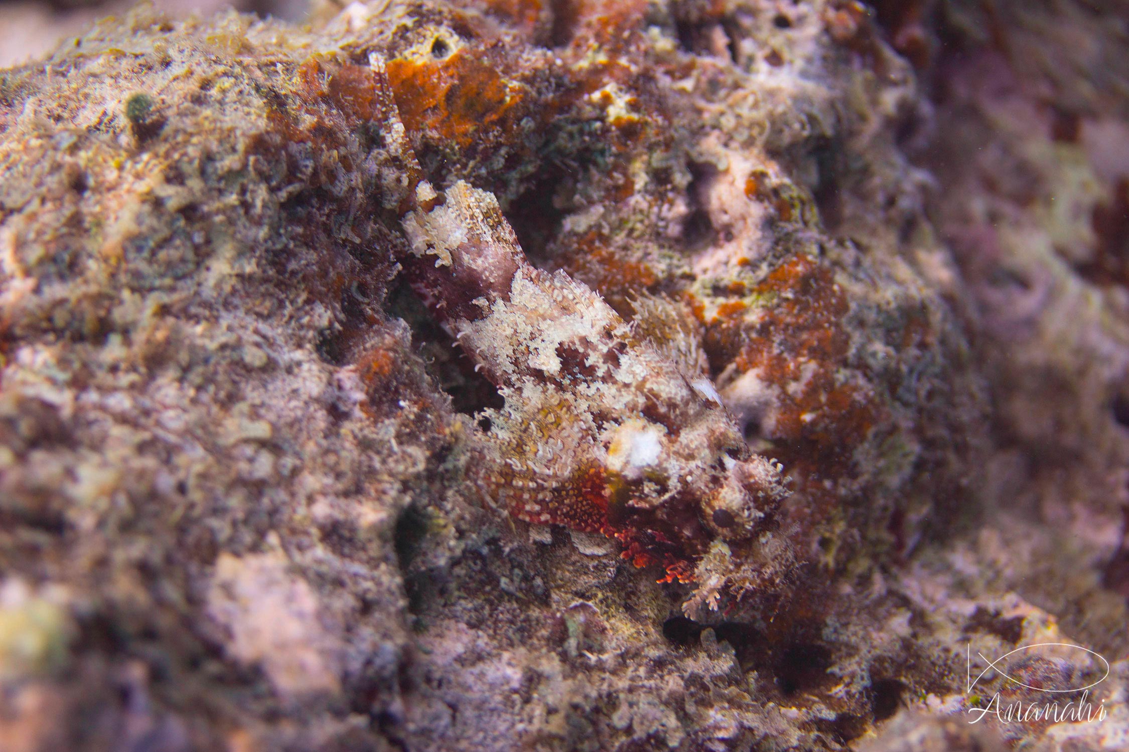 Tasseled scorpionfish of Mayotte