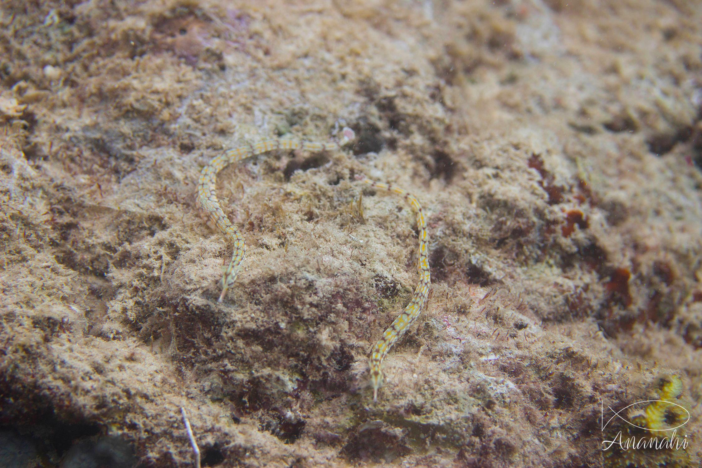 Network pipefish of Mayotte