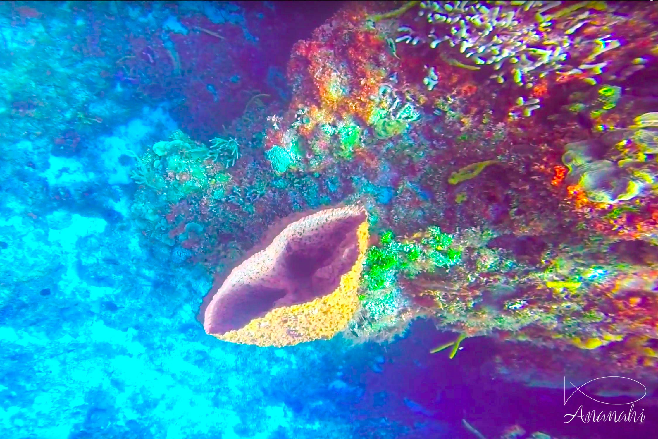 Barrel sponge of Mexico