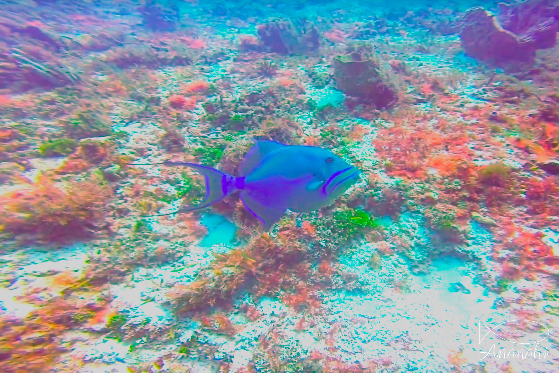 Queen triggerfish of Mexico