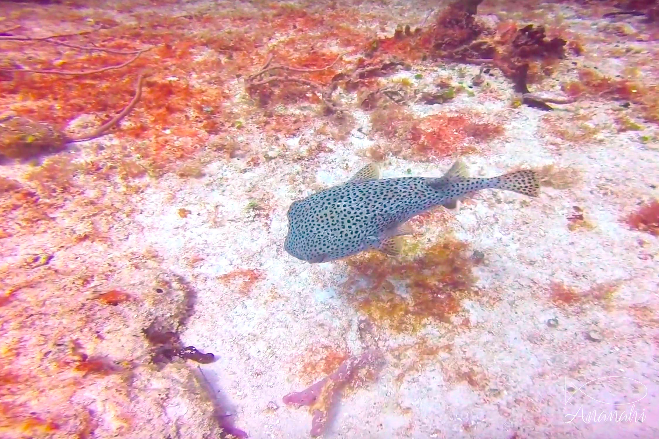 Starry pufferfish of Mexico