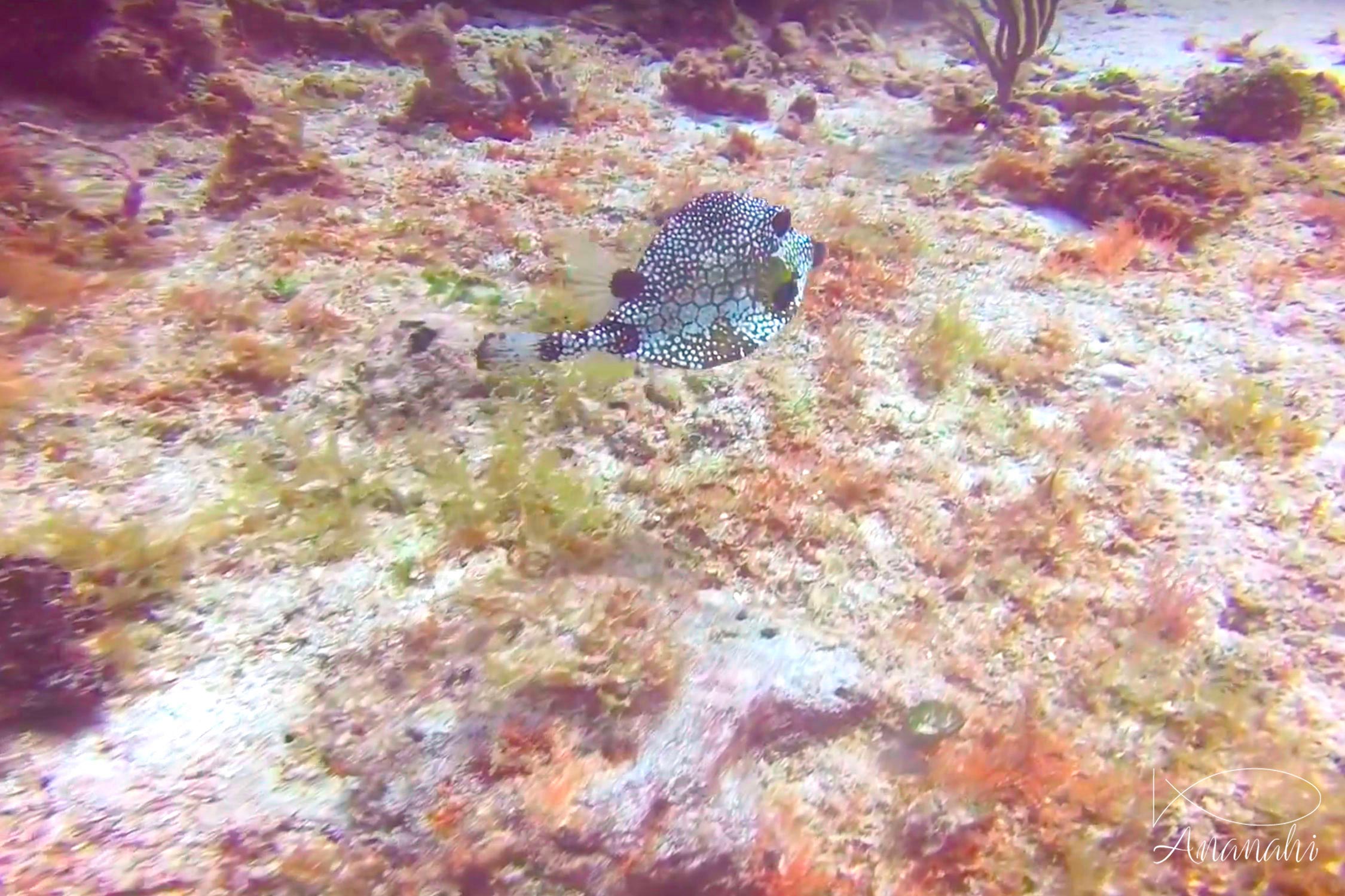 Smooth trunkfish of Mexico