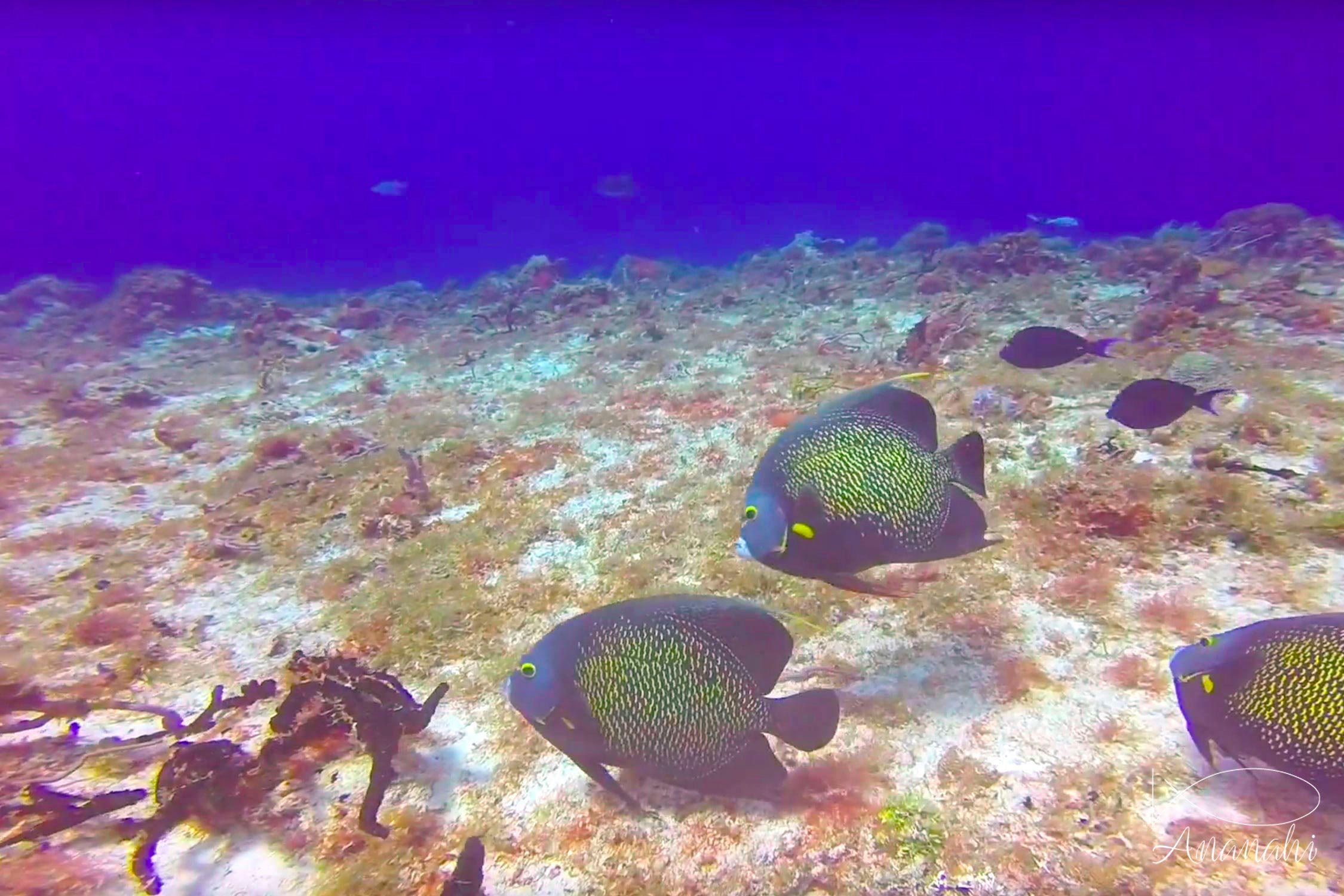 French angelfish of Mexico
