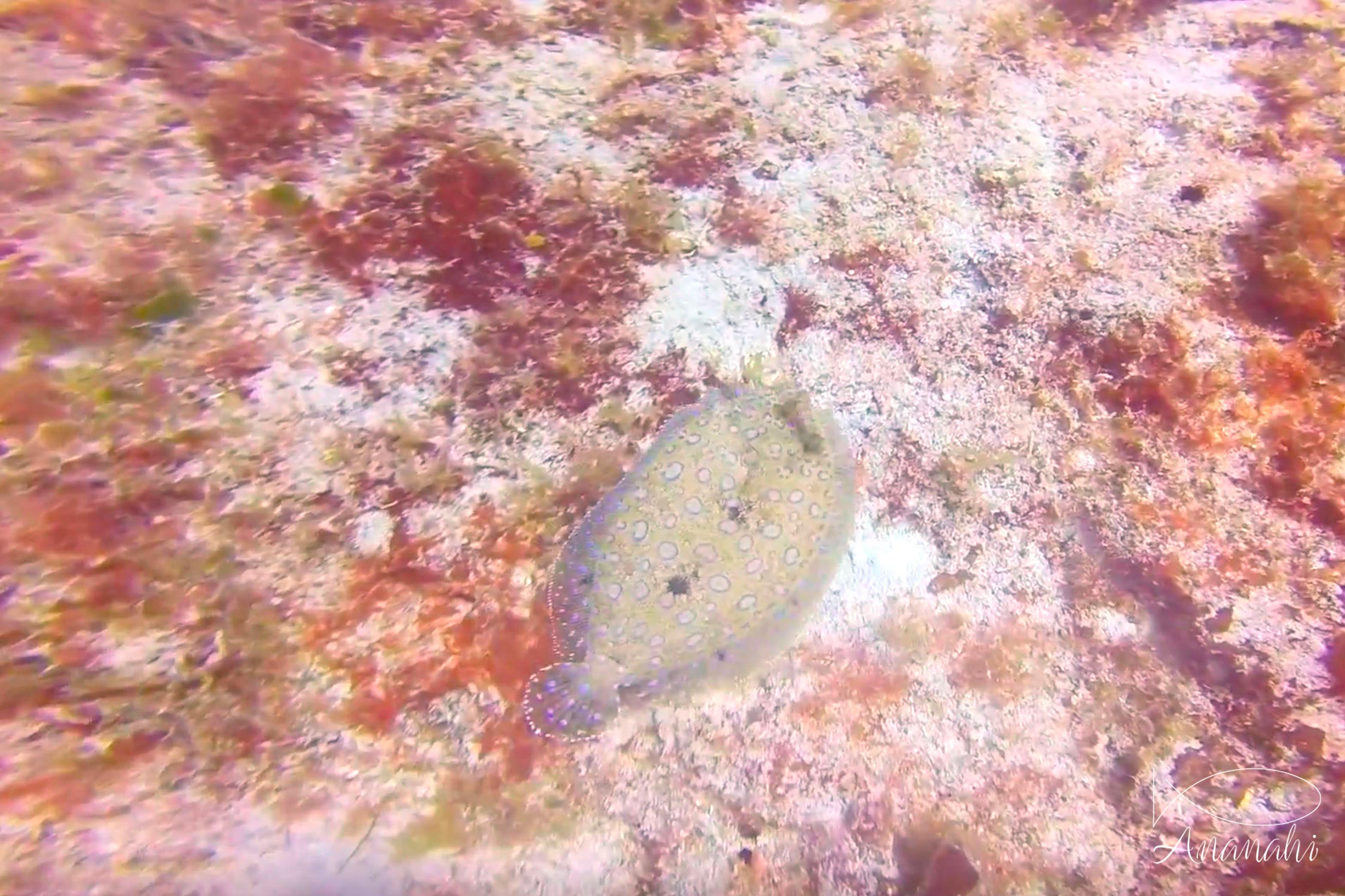 Peacock sole of Mexico